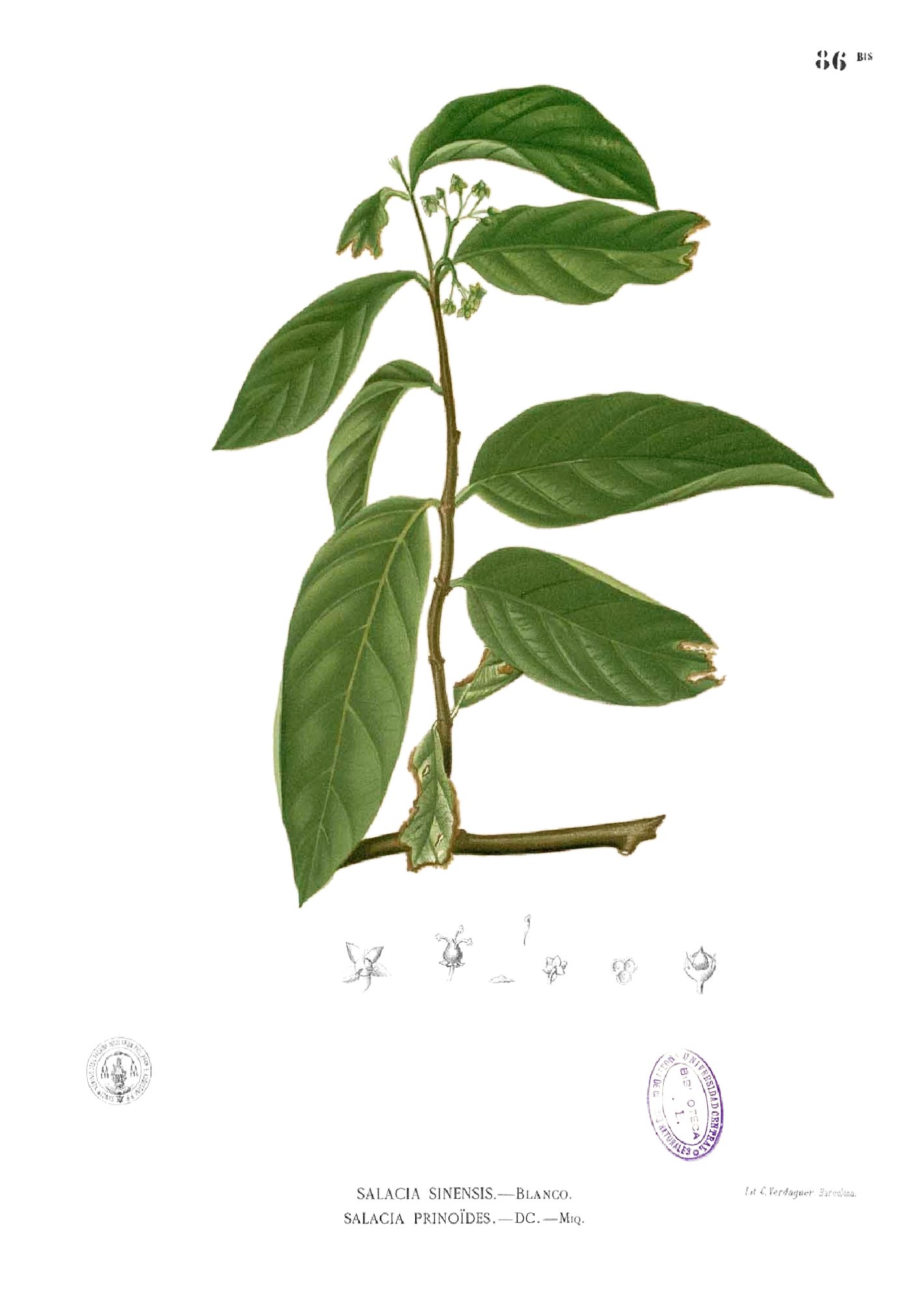 Salacia prinoides Blanco1.86b