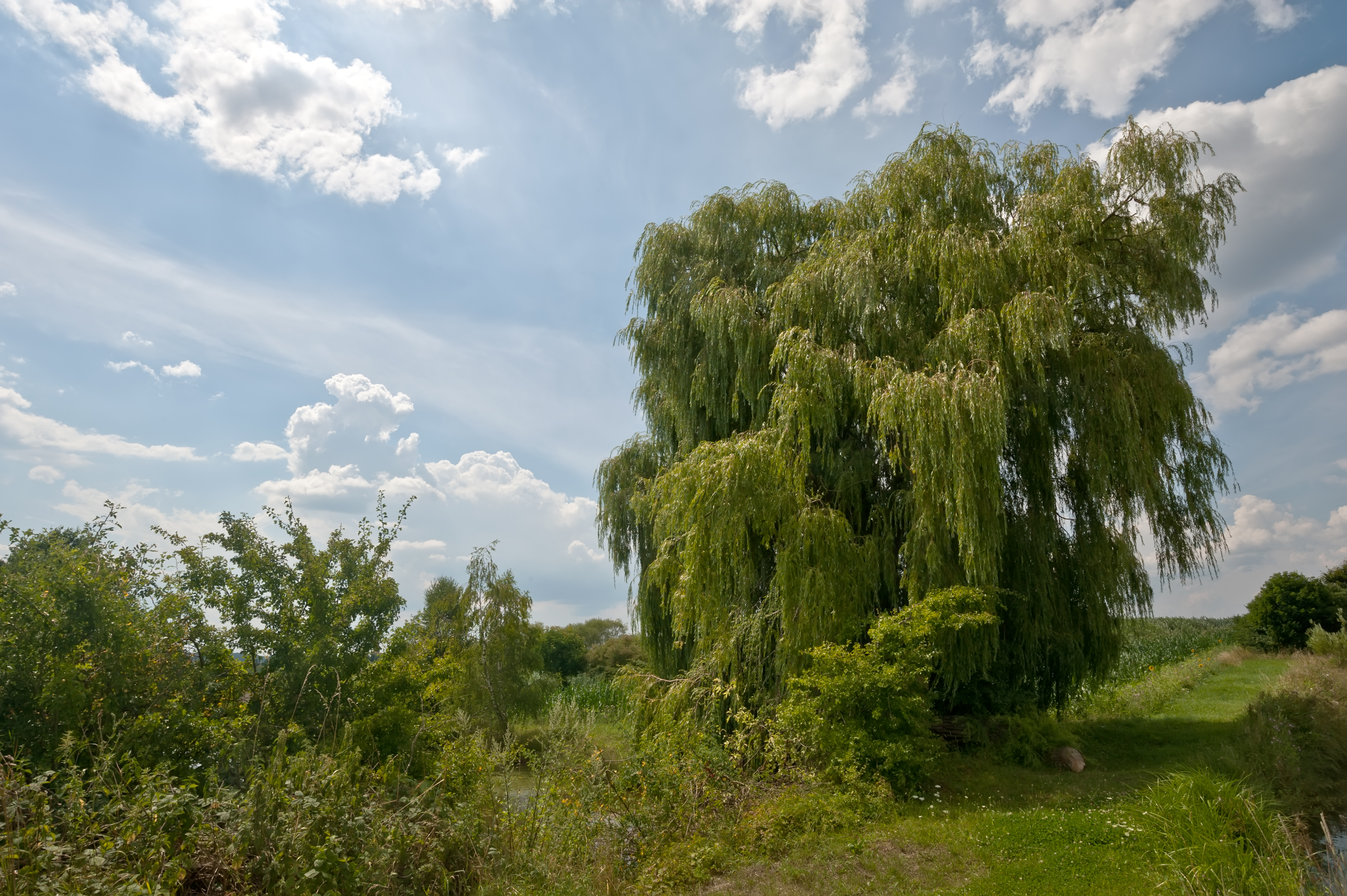 Salix alba 4 seasons Summer (001)