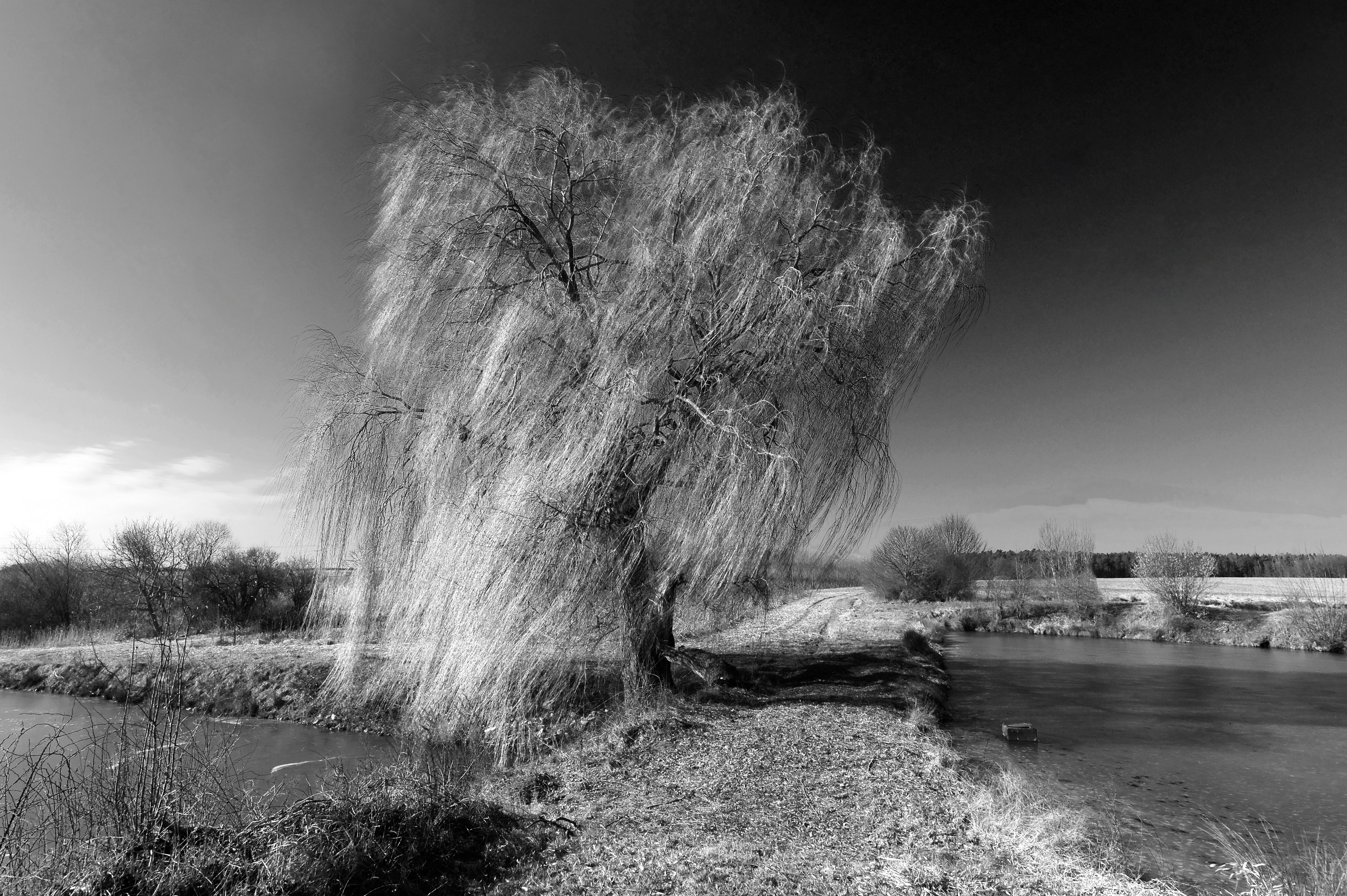 Salix alba 4 seasons Winter (003)
