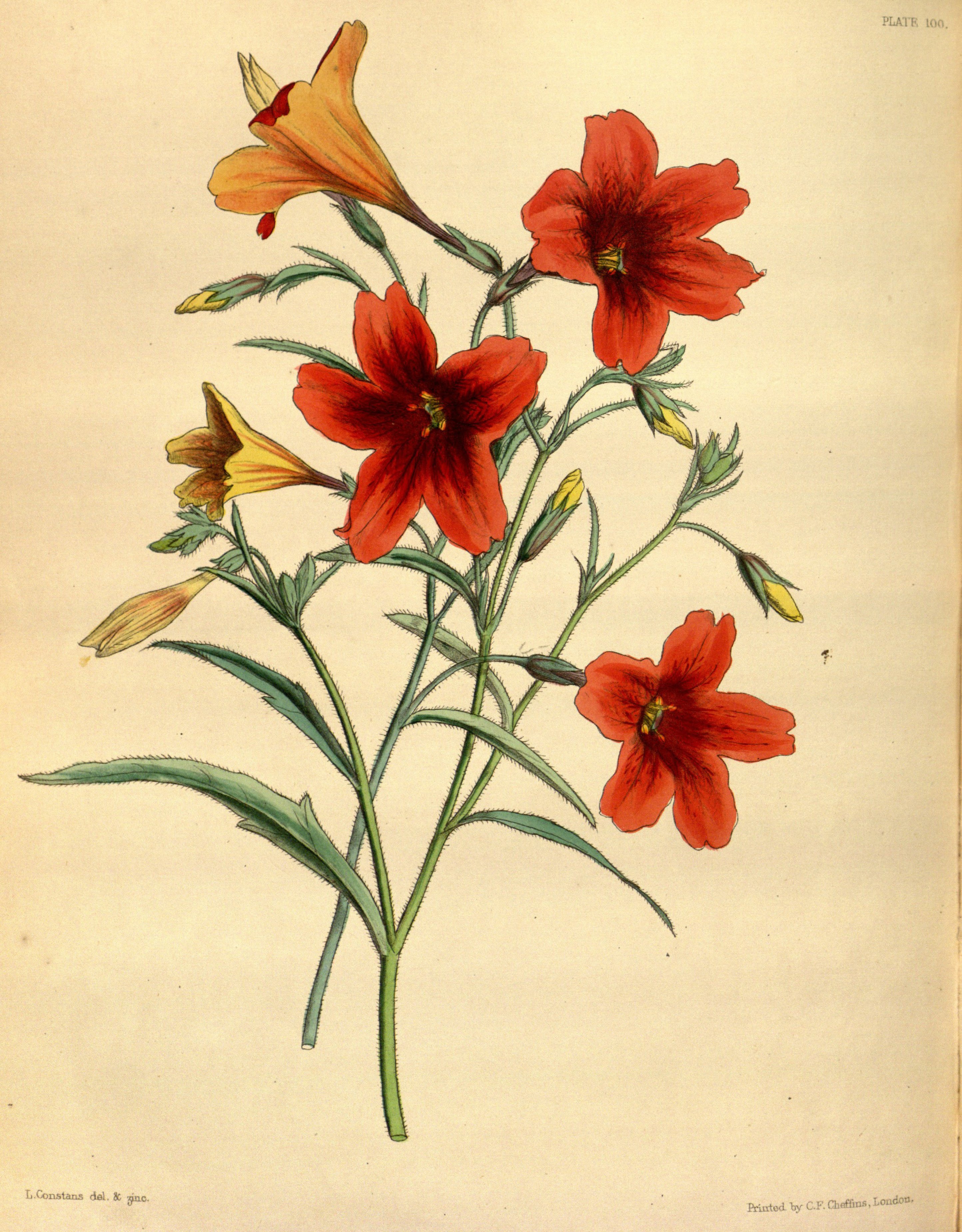 Salpiglossis sinuata Paxton 100