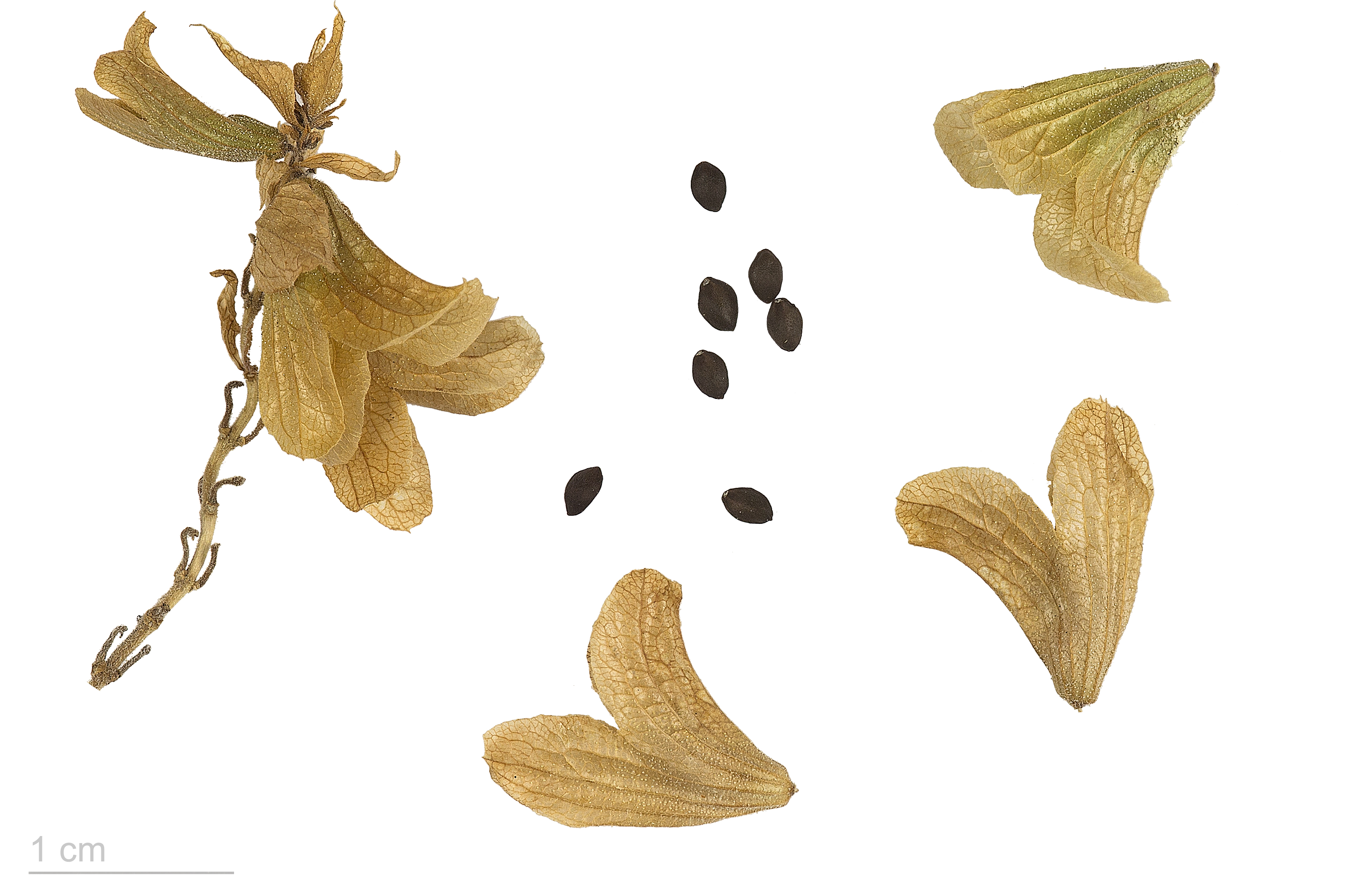Salvia canariensis MHNT.BOT.2015.34.38