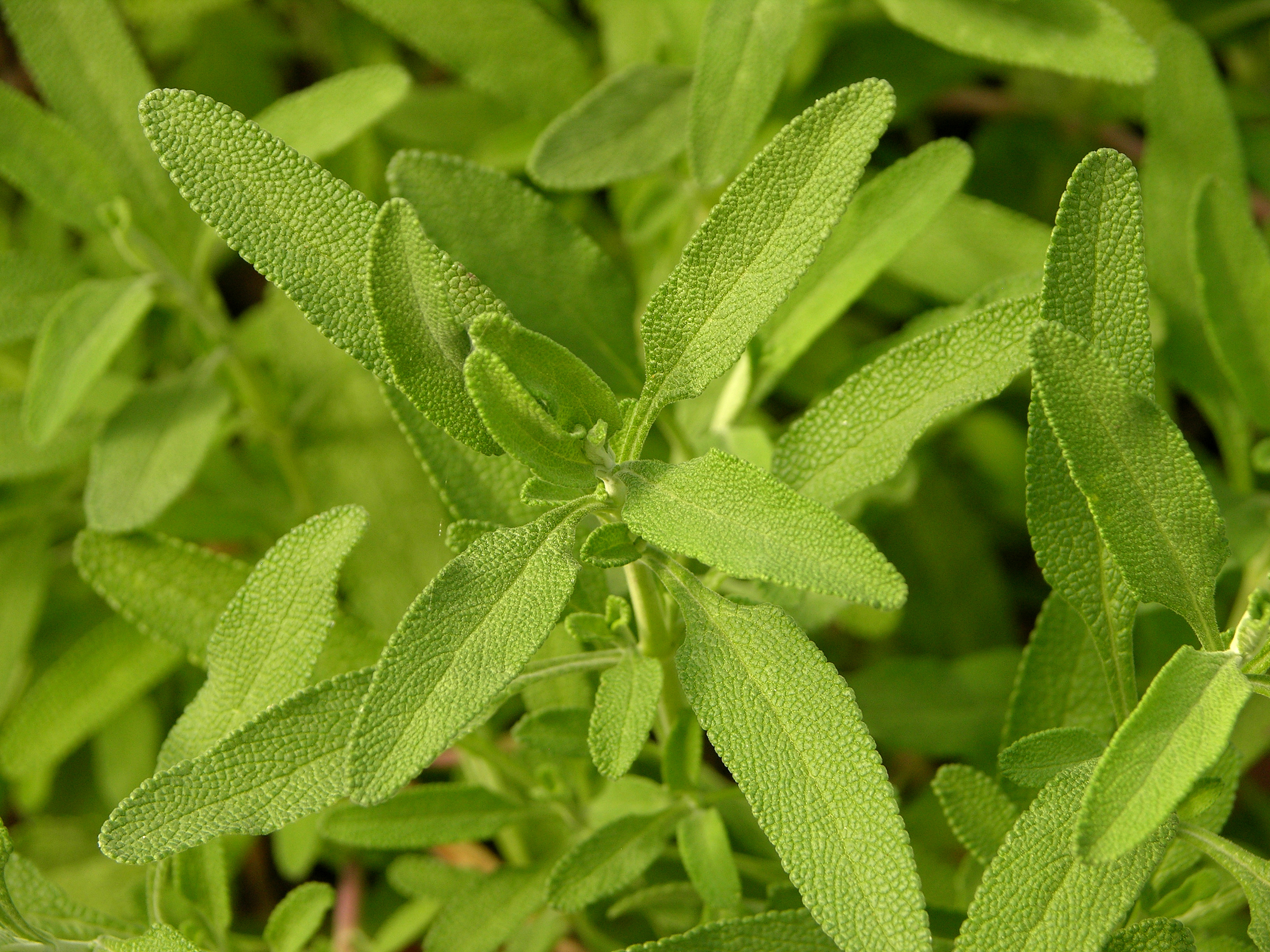 Salvia clevelandii 'Allen Chickering' Leaves 3264px