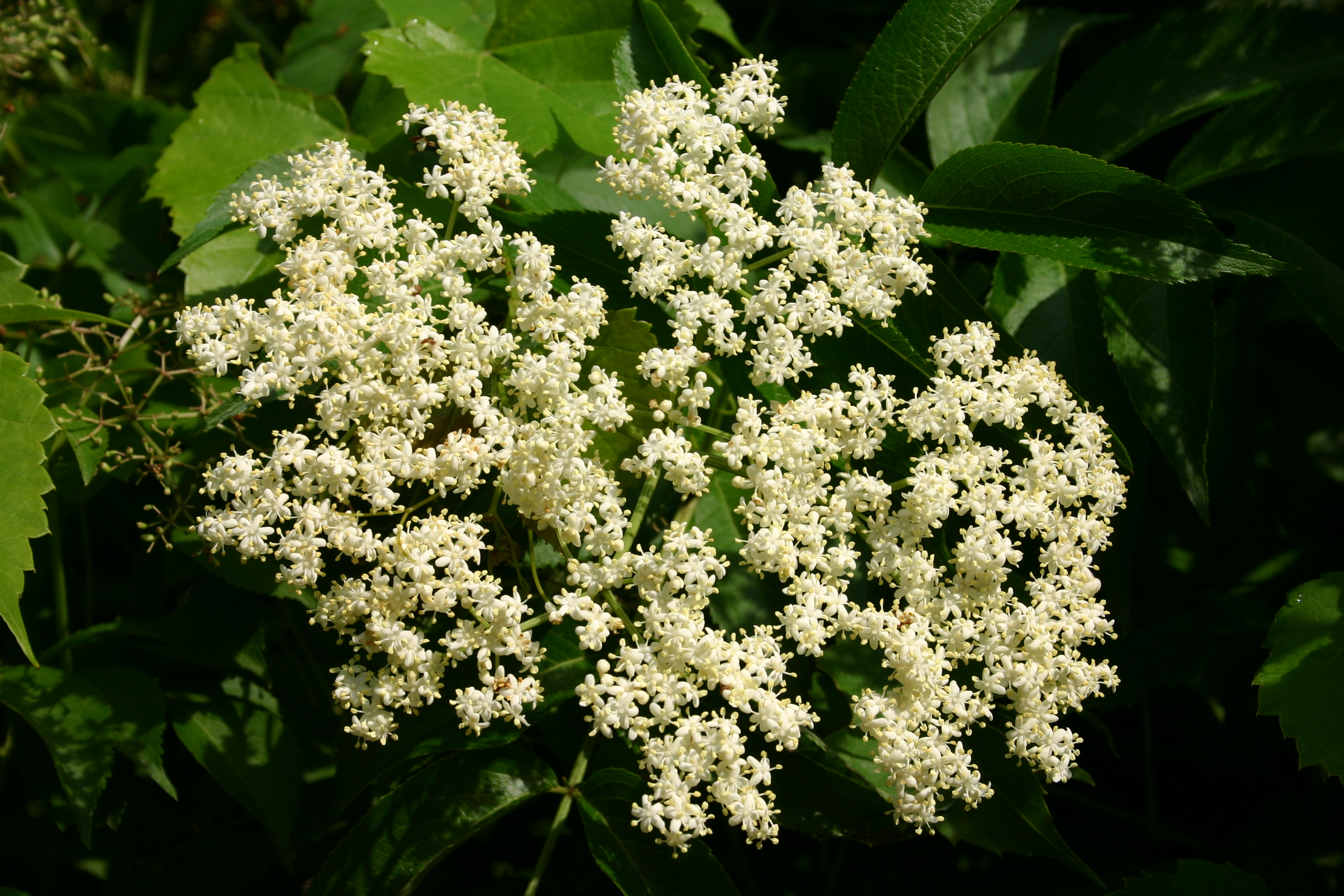 Sambucus canadensis inflorescence 001