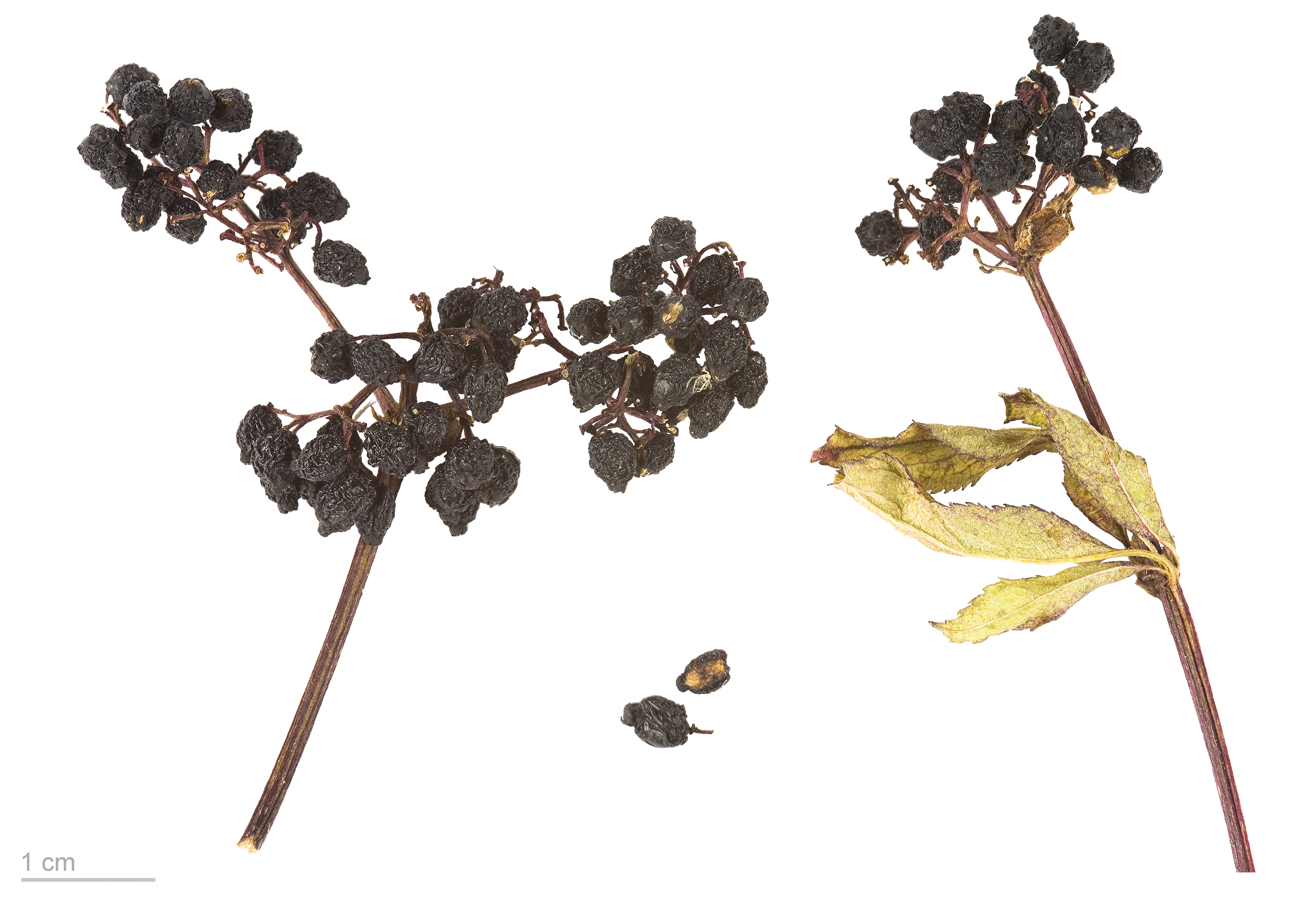 Sambucus ebulus MHNT.BOT.2004.0.506