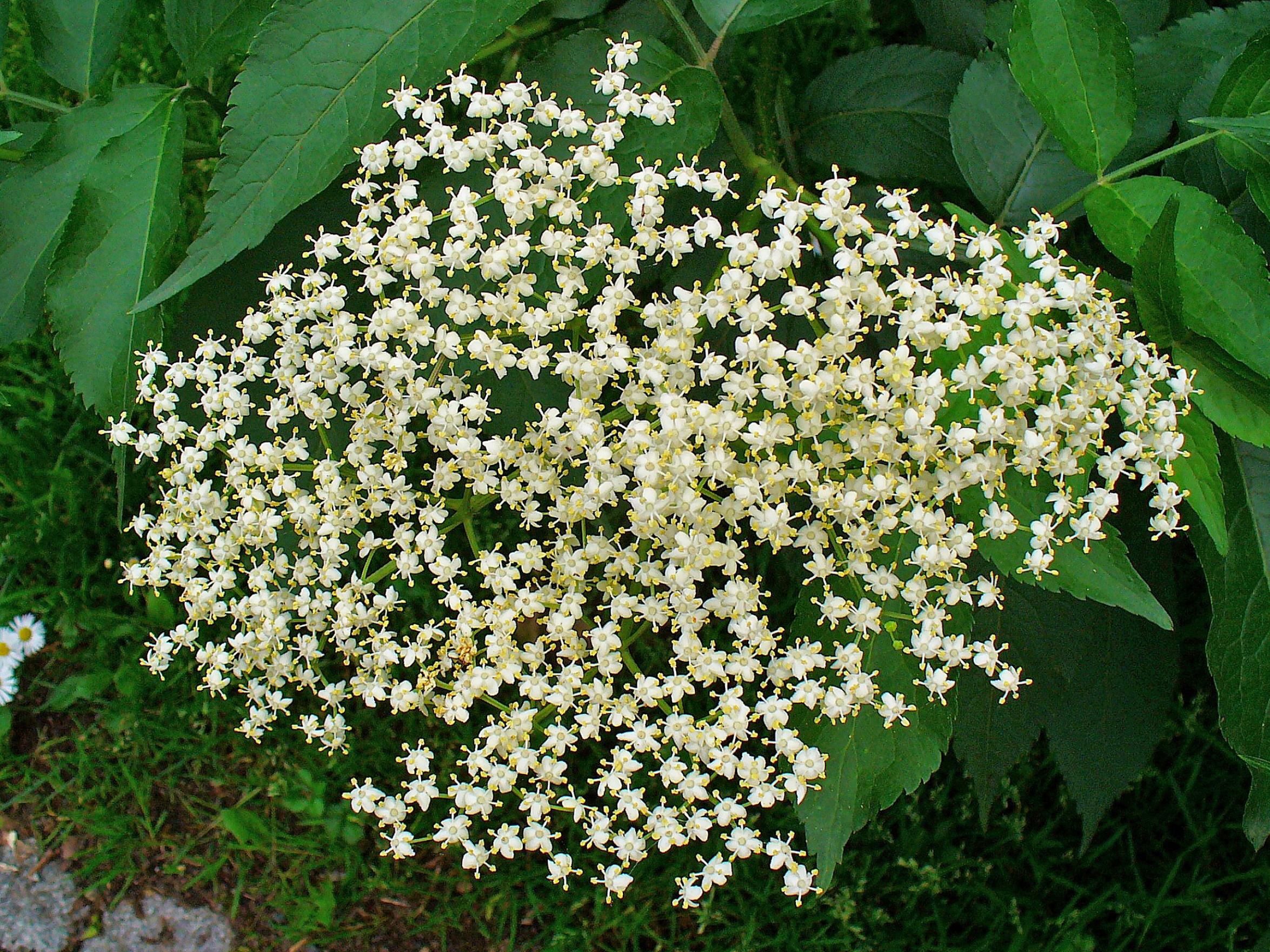 Sambucus nigra 0002