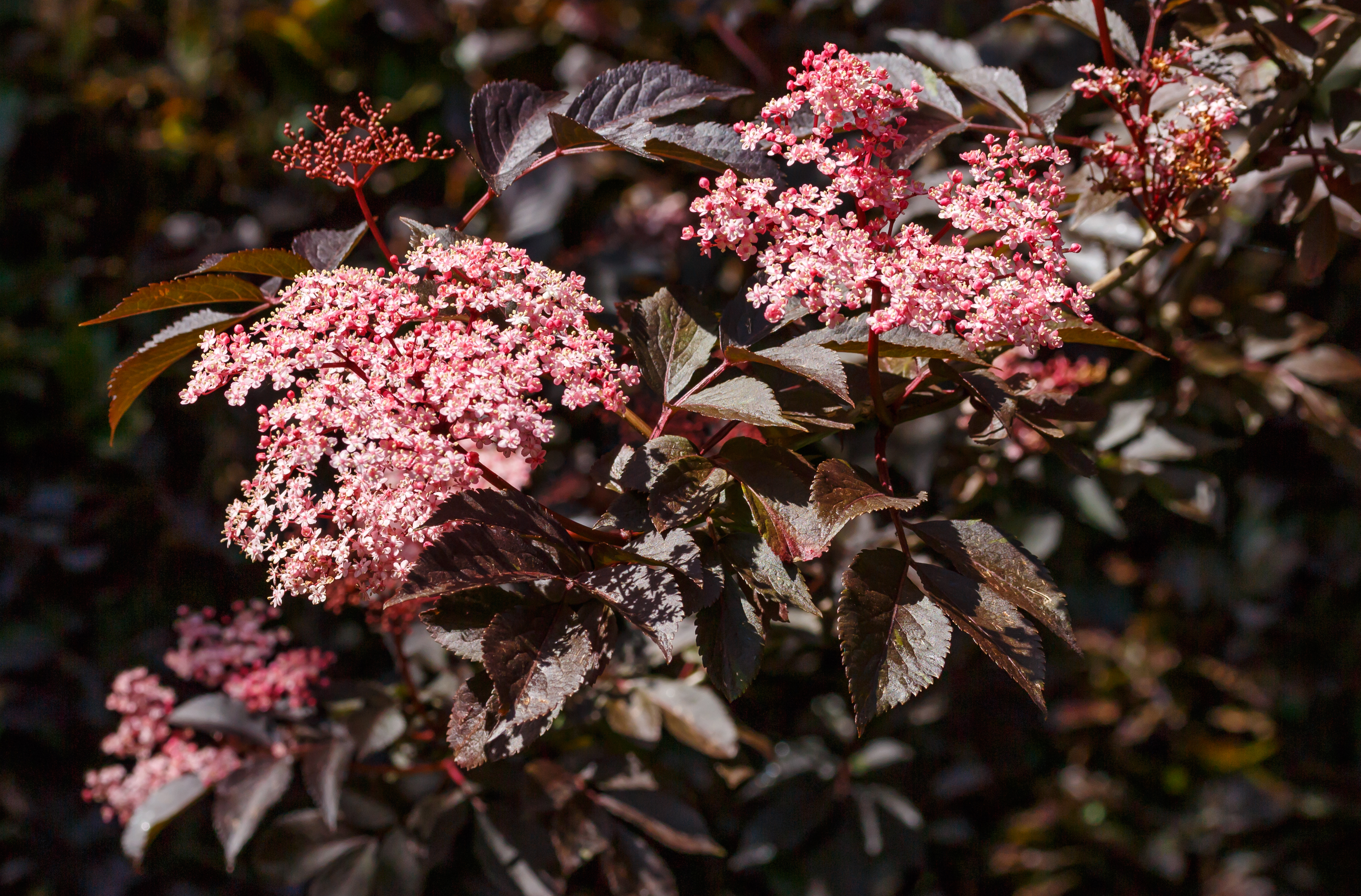 Sambucus Nigra 'Guincho Purple'. Locatie, Tuinen Mien Ruys 02