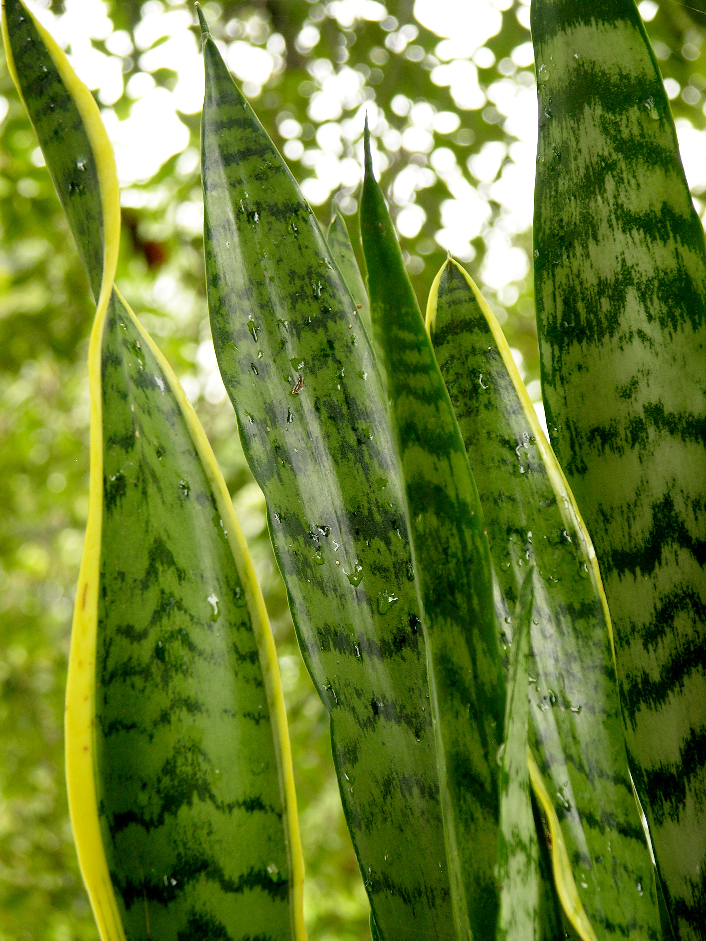 Sansevieria trifasciata Closeup 2448px
