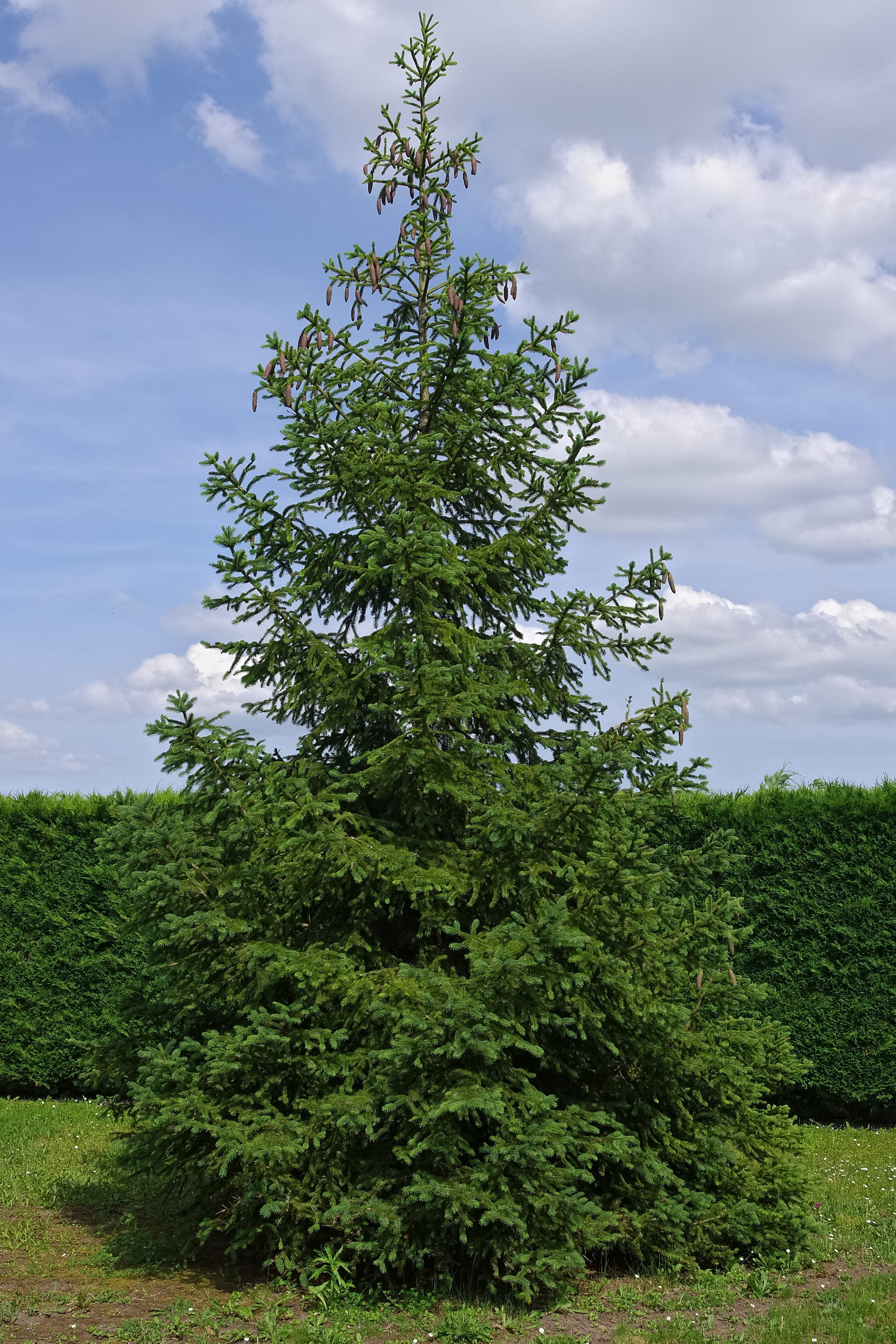 Sapin blanc FR 2012