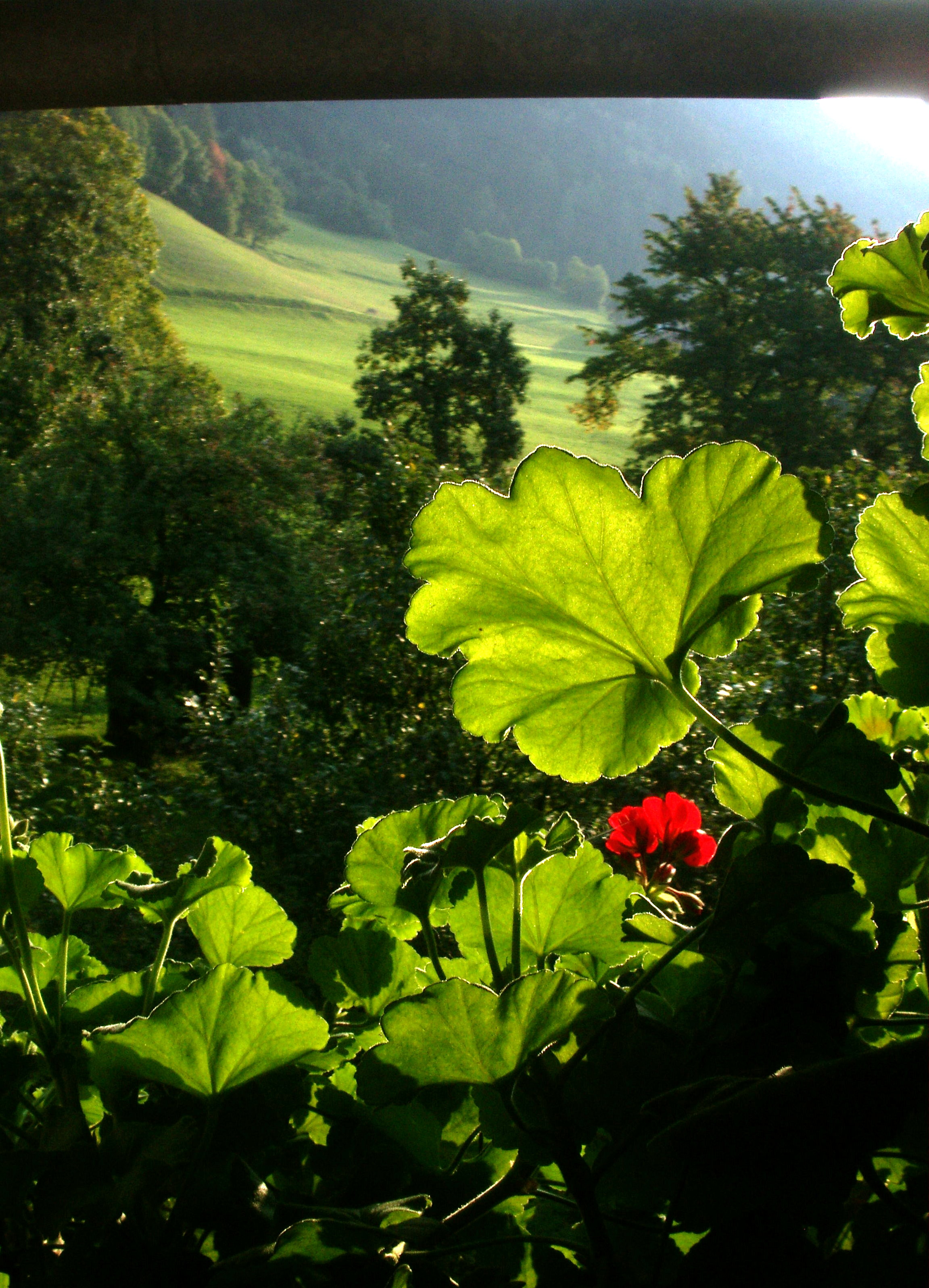Sappl Fenster Blumen