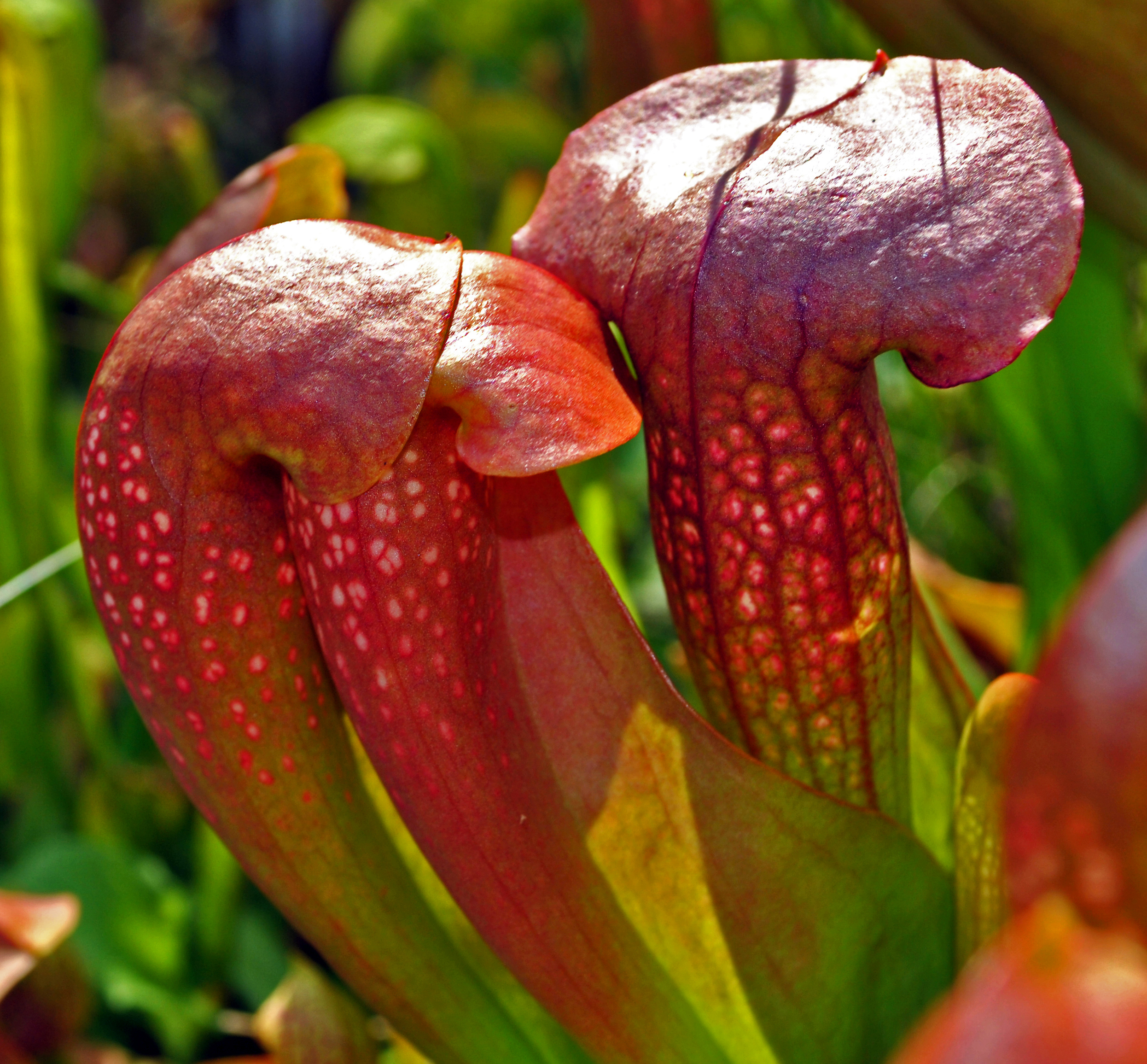 Sarracenia 'Lady Bug' and 'Love Bug' (7469510308)