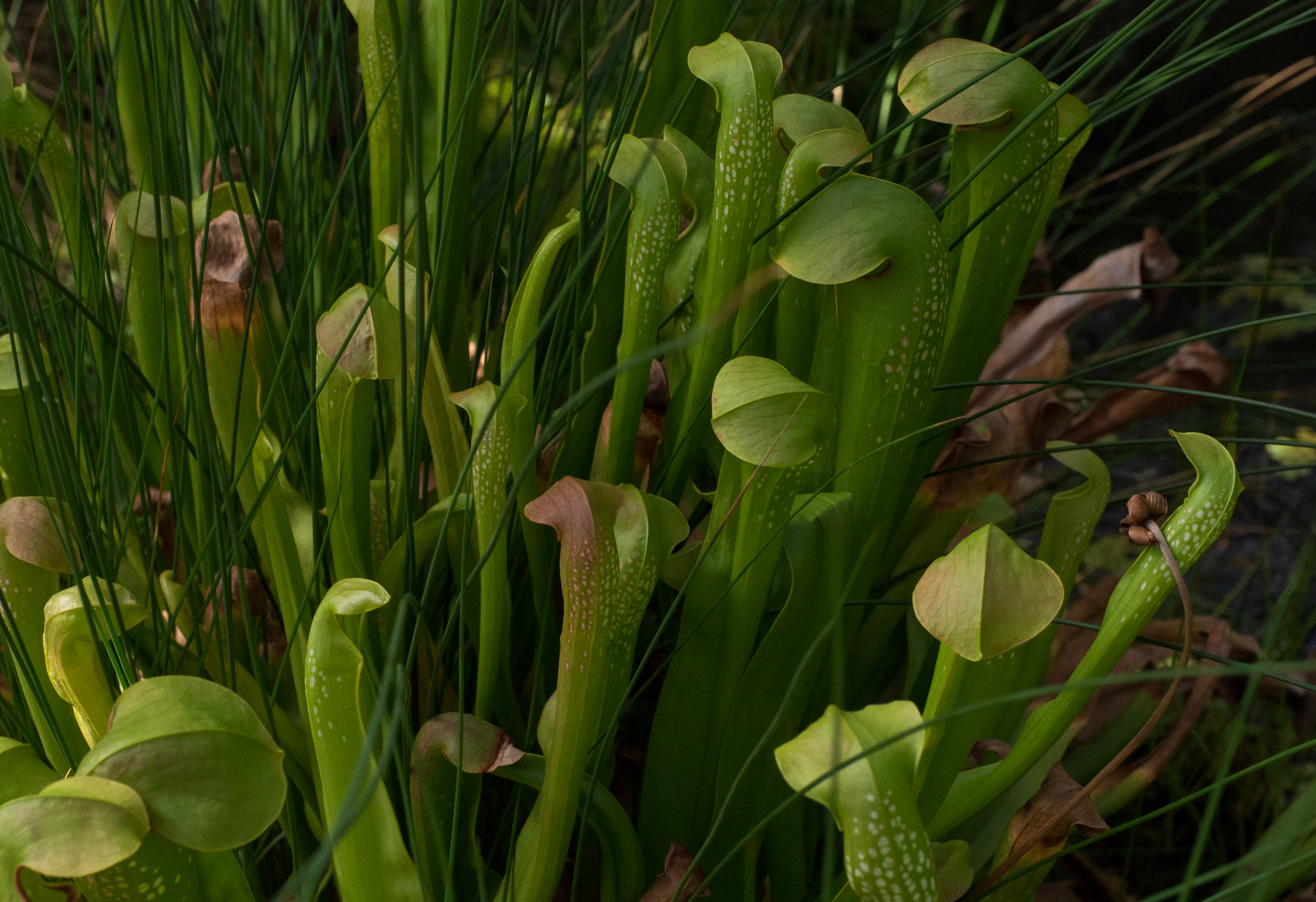 Sarracenia minor at the Brooklyn Botanic Garden (81407)