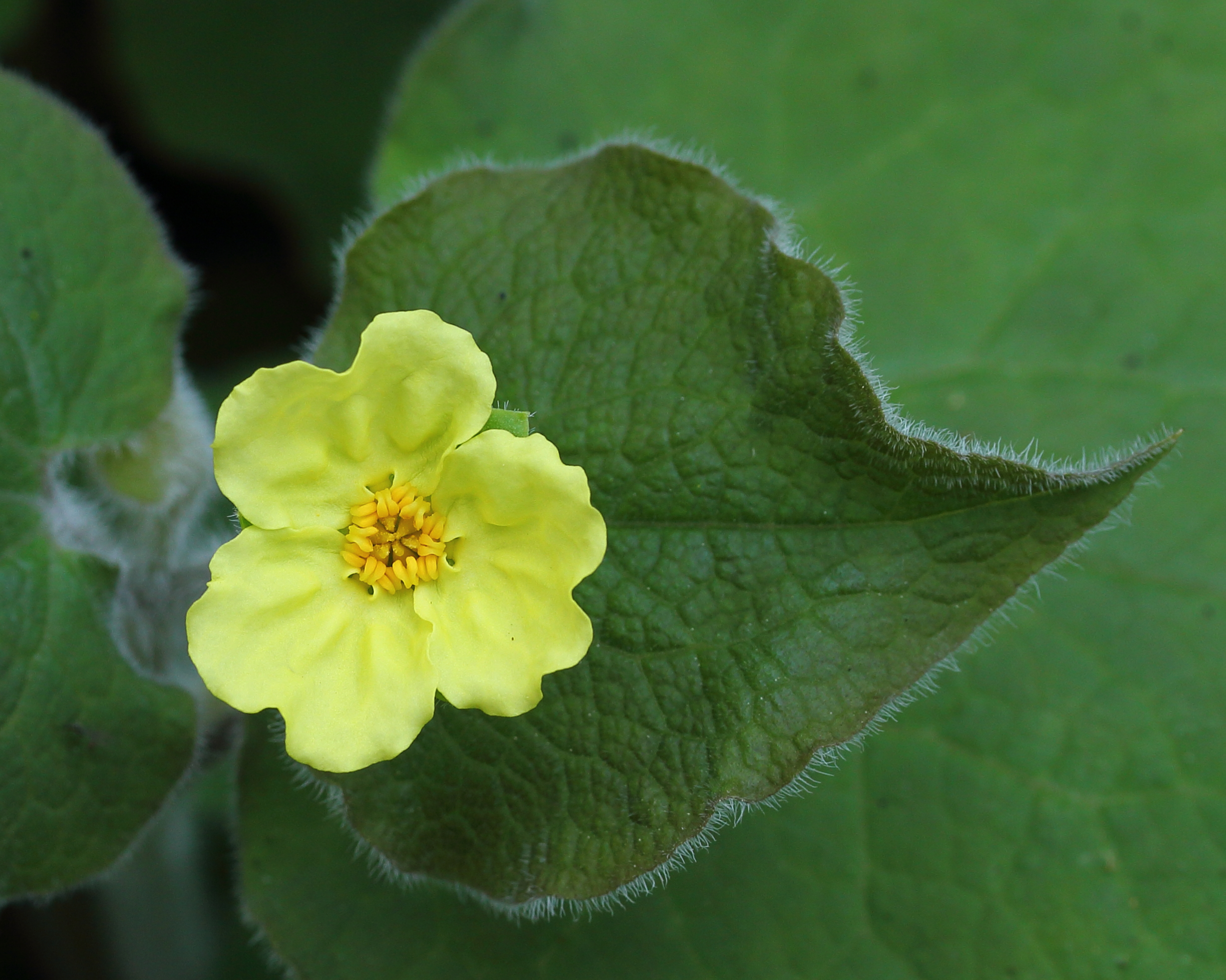 Saruma henryi 10