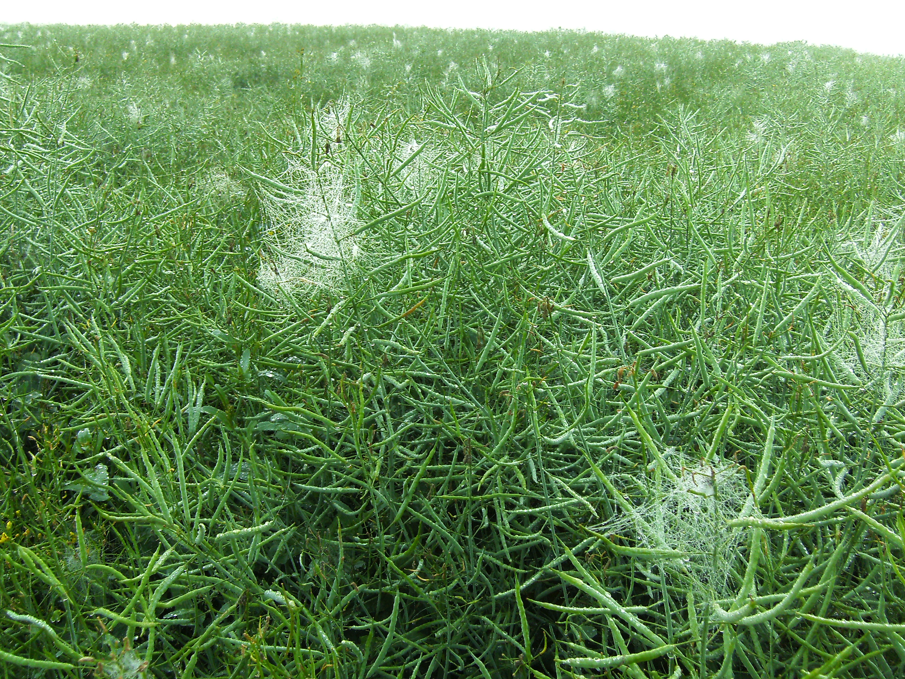Saubohne (Glycine max)2008
