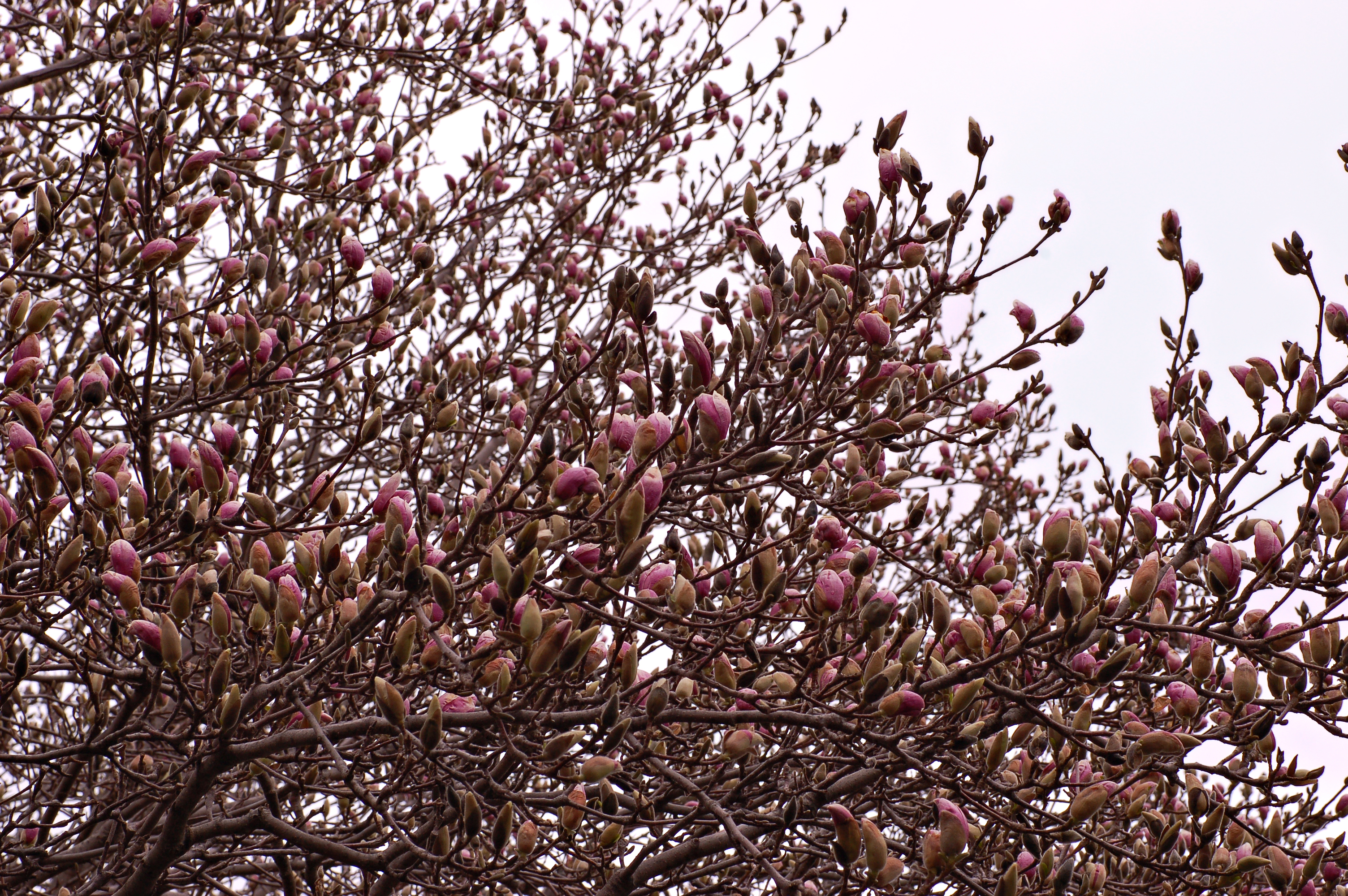 Saucer Magnolia x soulangeana Bud Mass