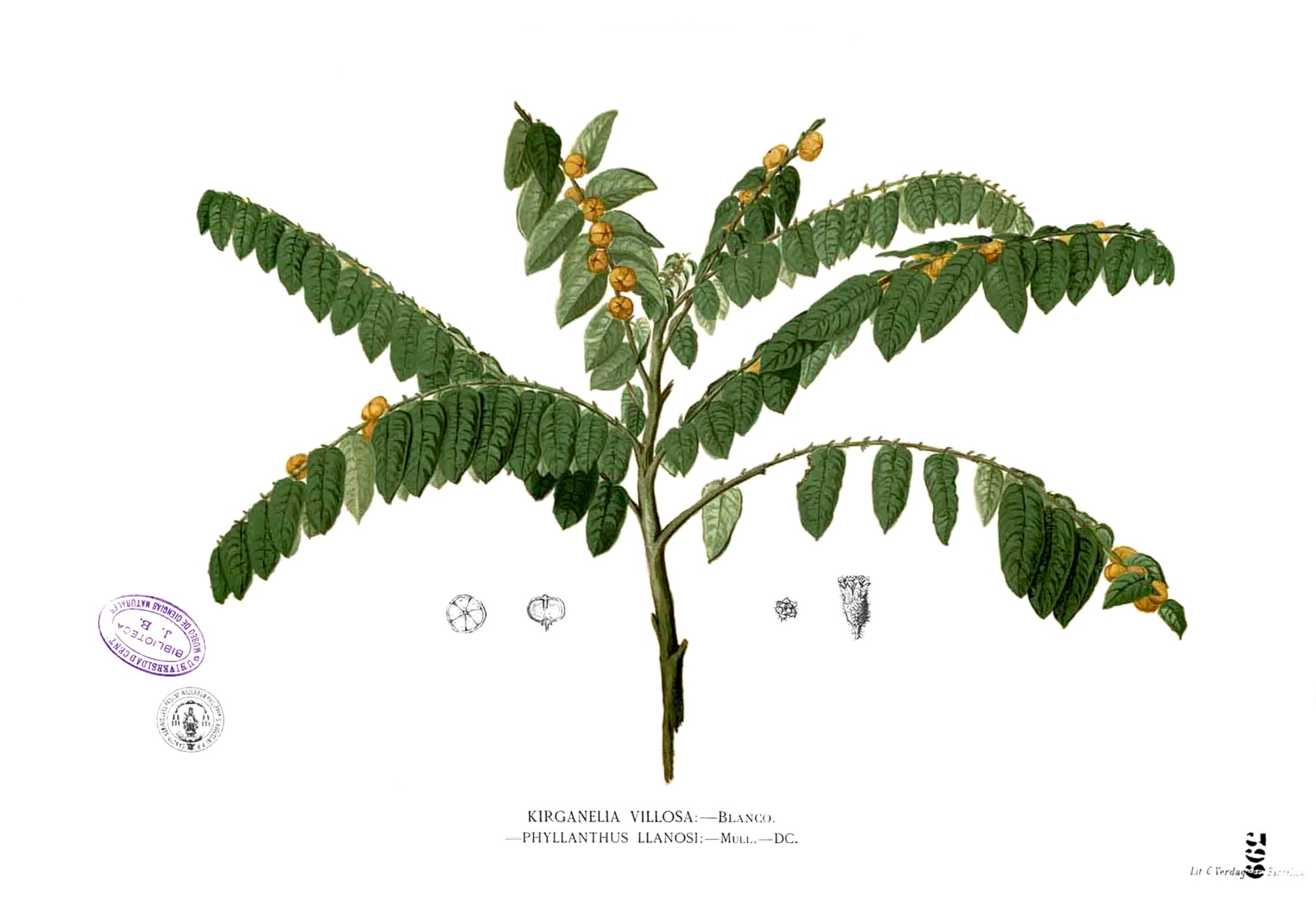 Sauropus villosus Blanco2.399