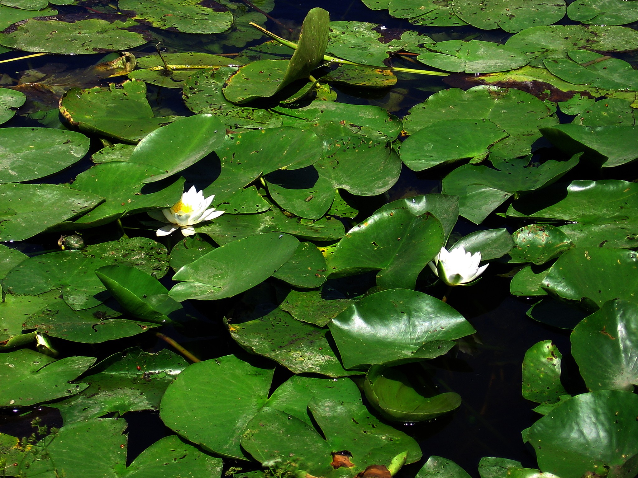 Savala River. Novokhopyorsk district of Voronezh region. Lilies