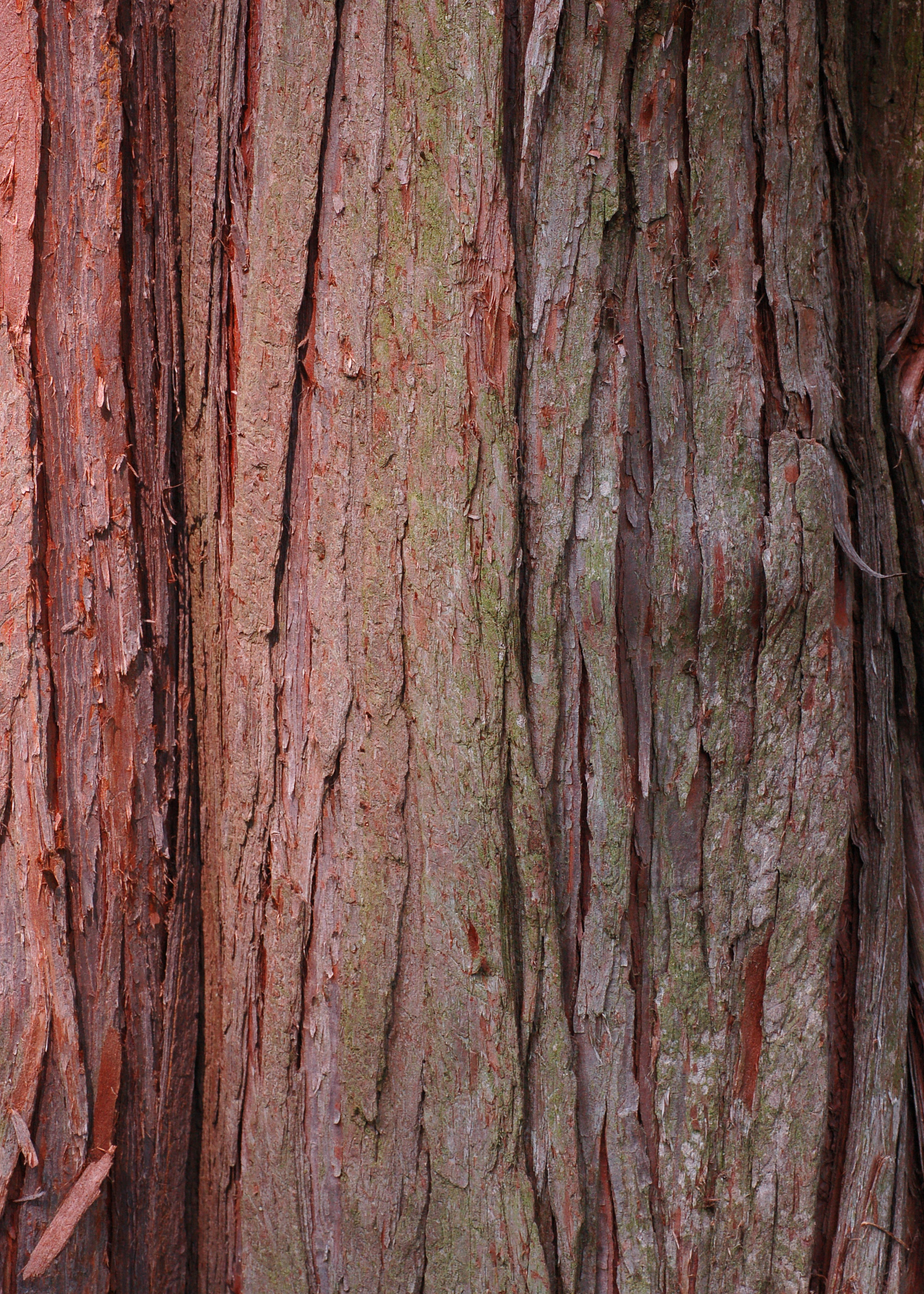 Sawara Falsecypress Chamaecyparis pisifera Bark 2000px