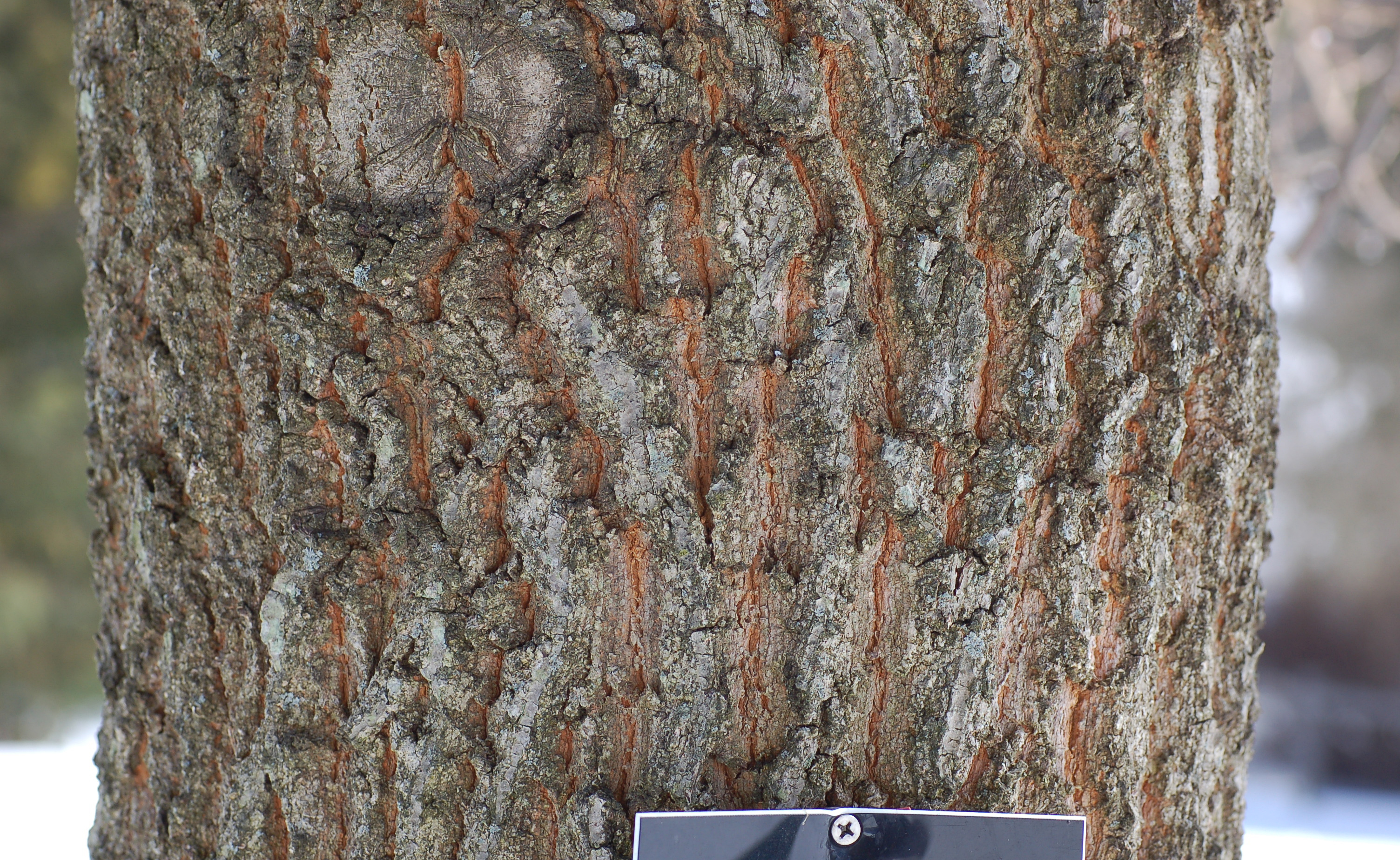 Sawtooth Oak Quercus acutissima Trunk Bark 2008px