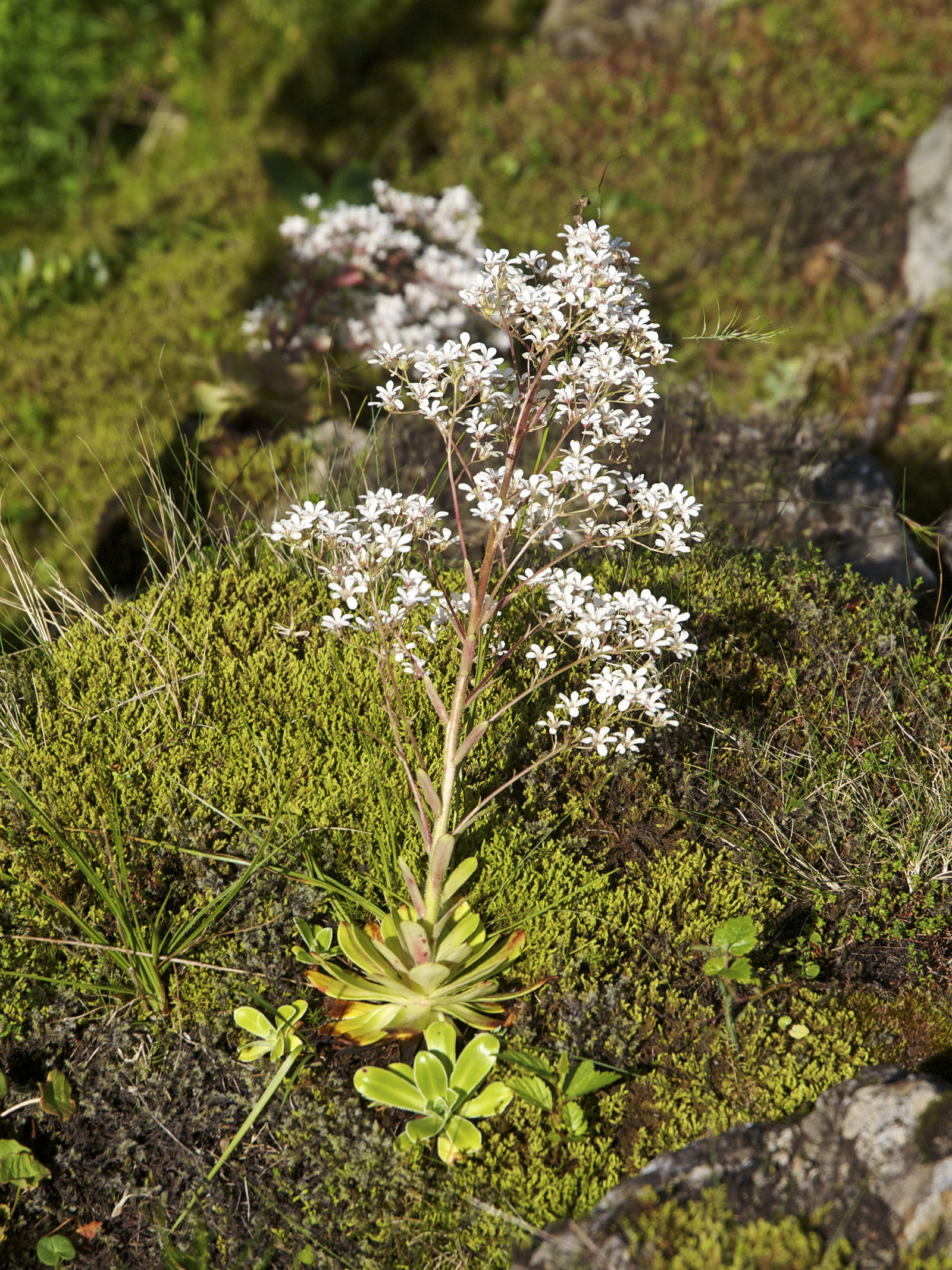 Saxifraga cotyledon LC0395