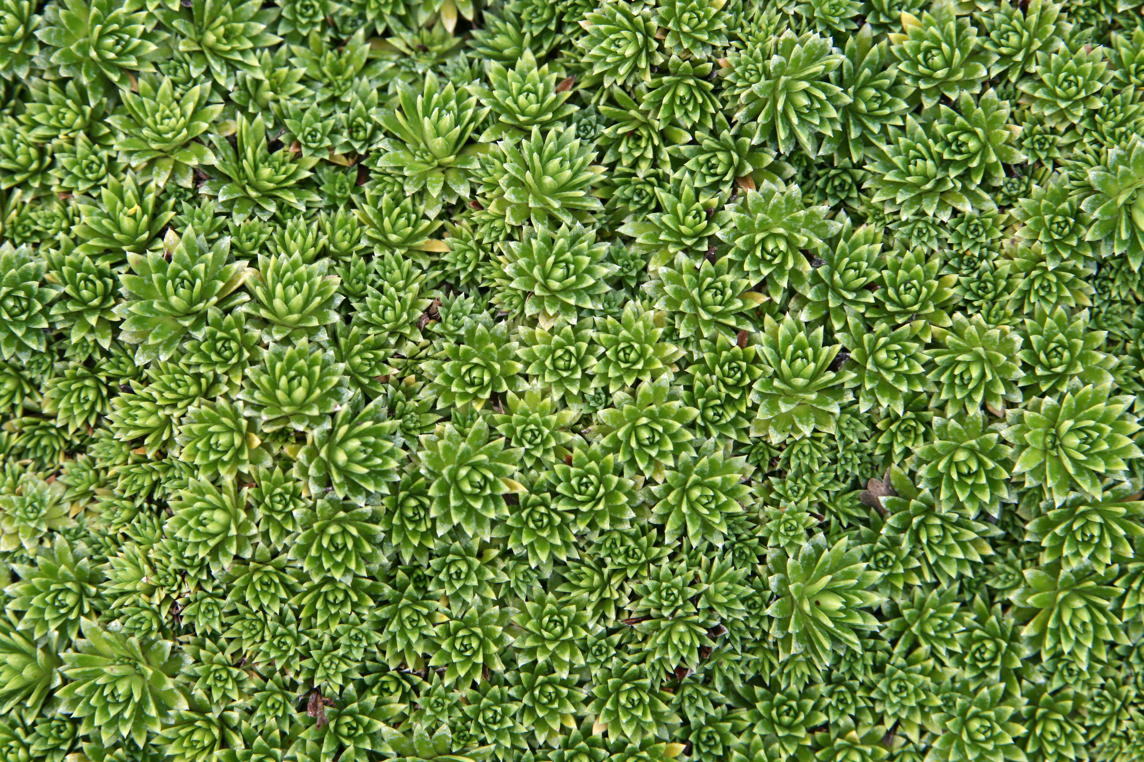 Saxifrage (3816618466)