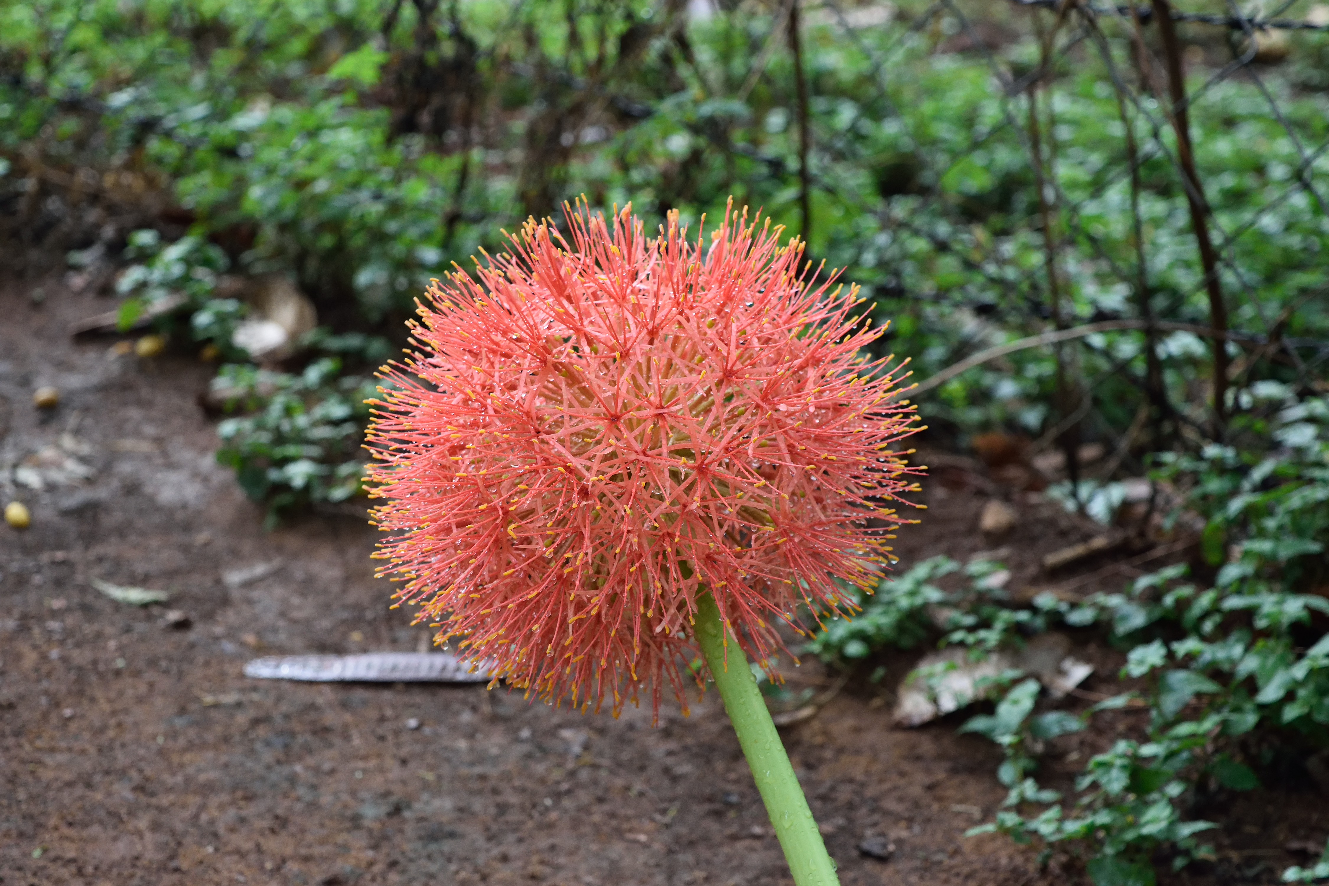 Scadoxus Multiforus 13062015