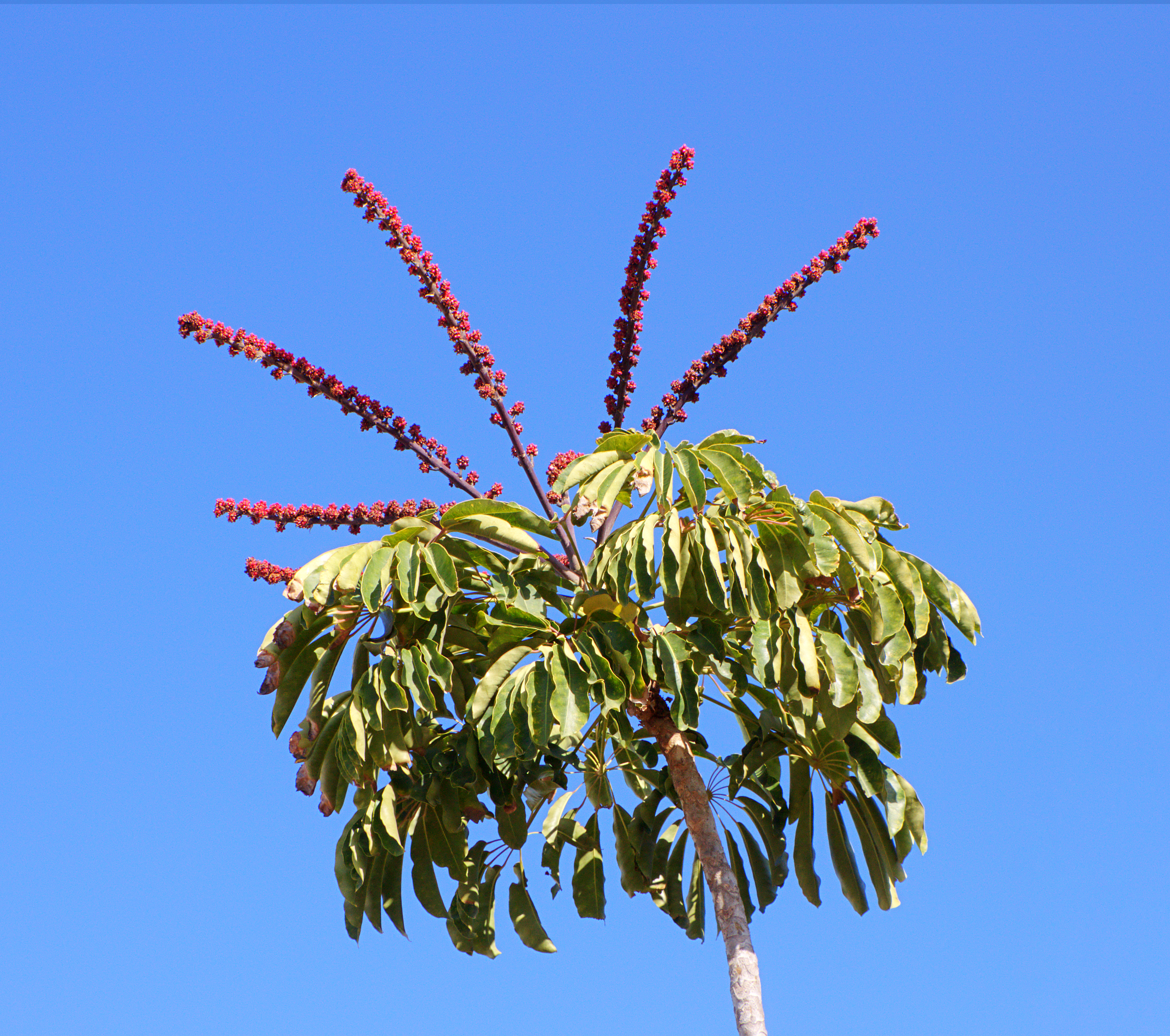 Schefflera actinophylla 02