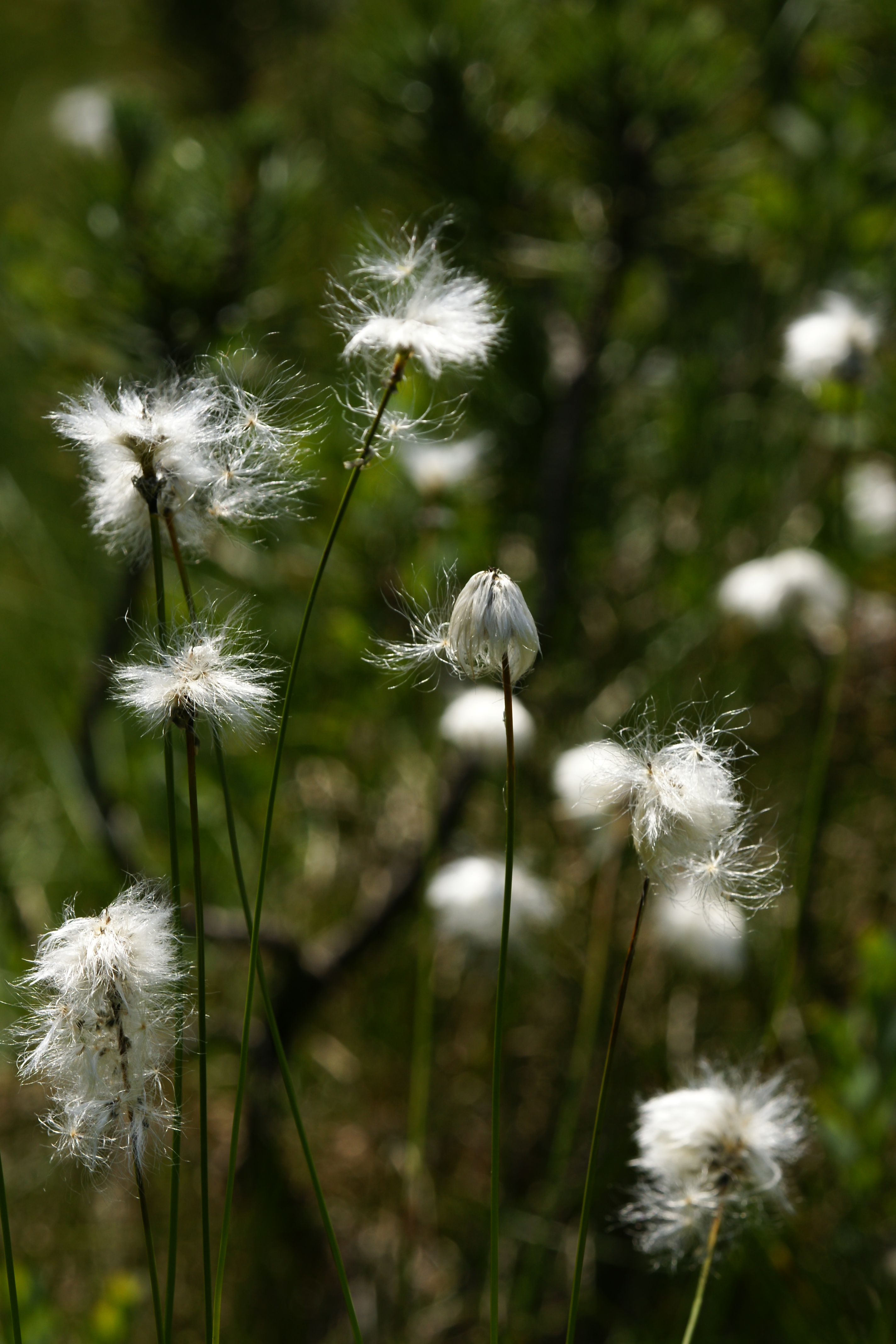 Scheiden Wollgras Eriophorum vaginatum 2