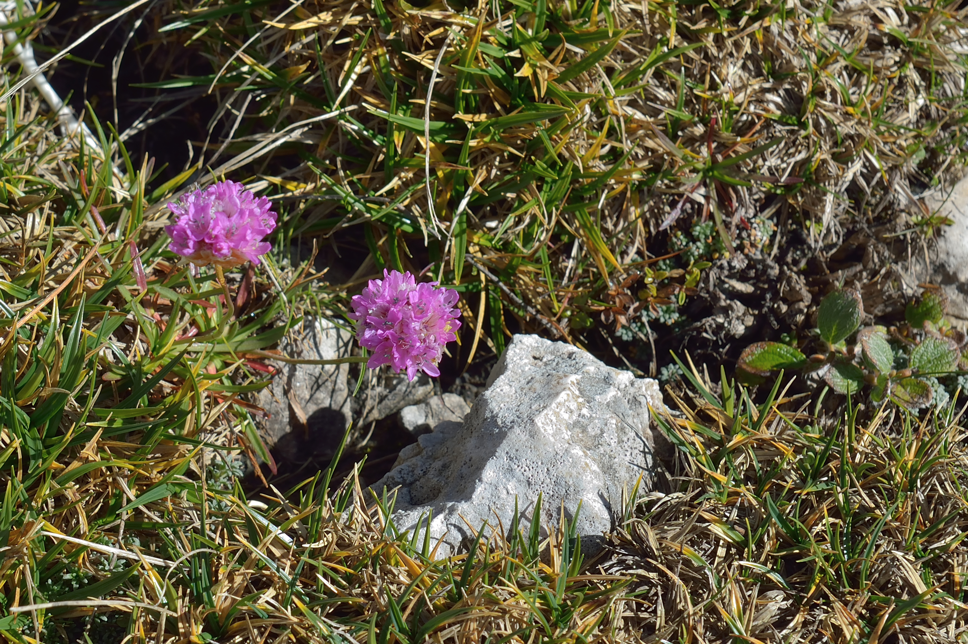 Schlernhexe auf Mont dal Ega