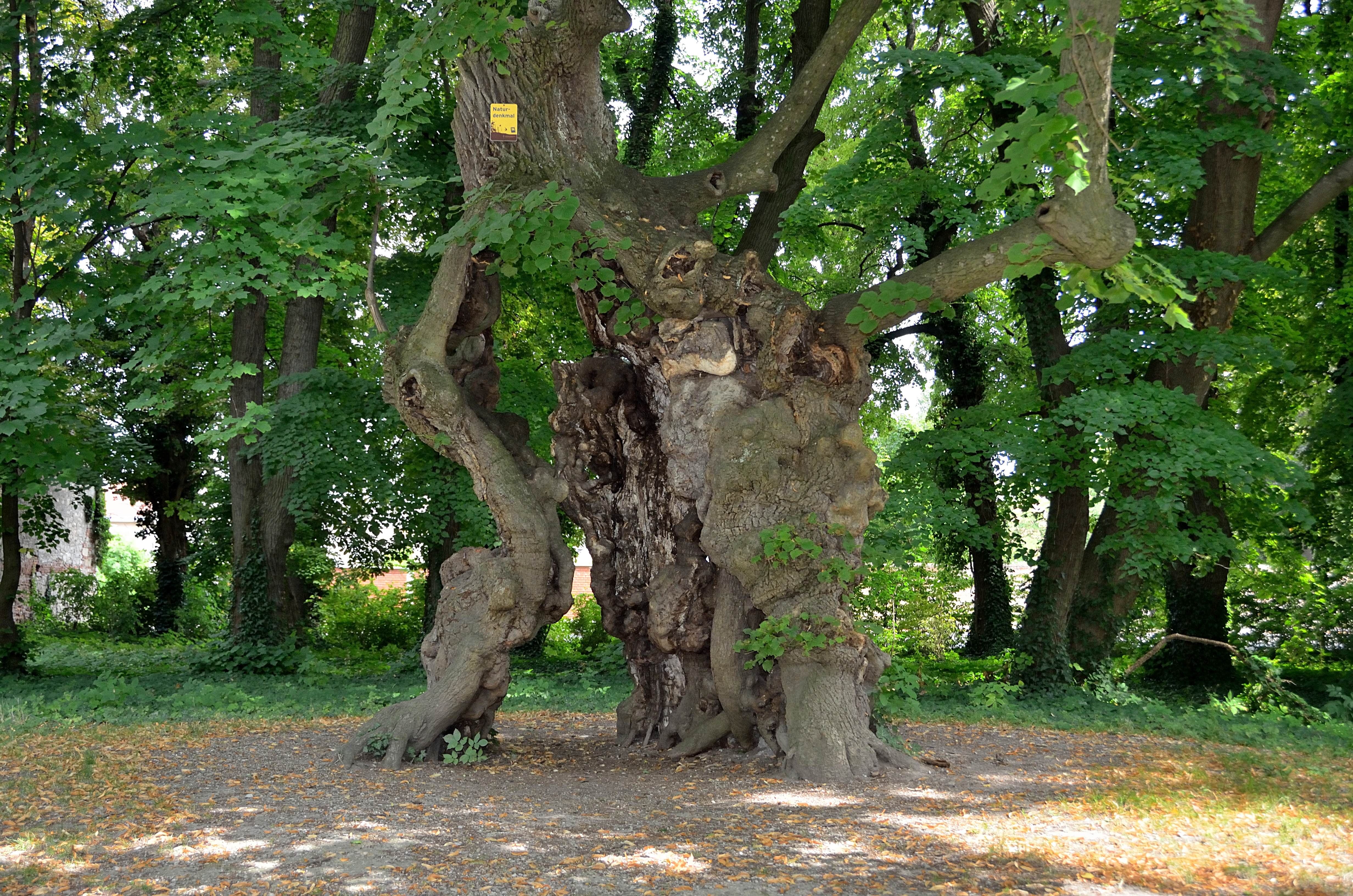 Schlosspark Pottendorf - tilia