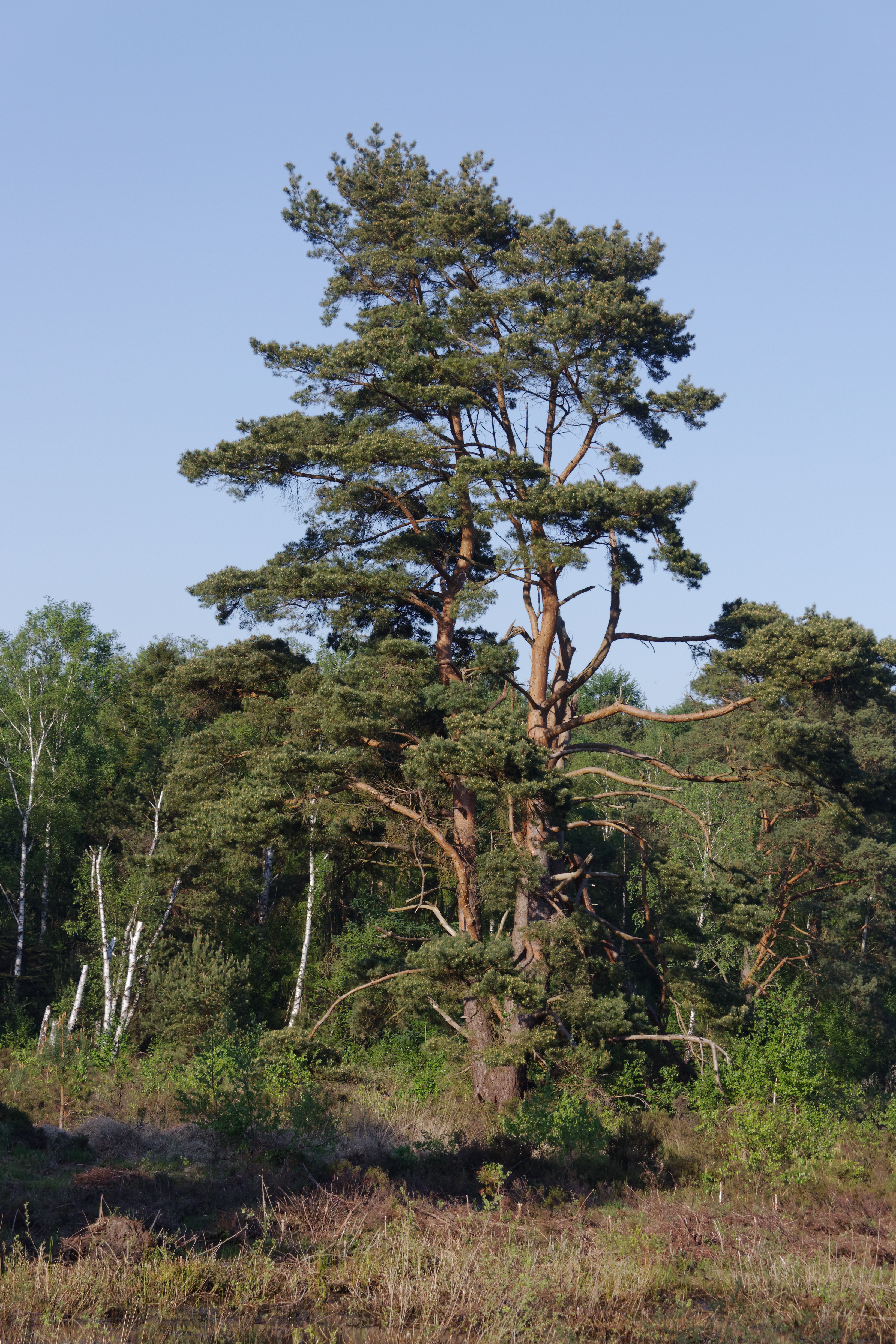 Schnaakenmoor FFH Gebiet 16