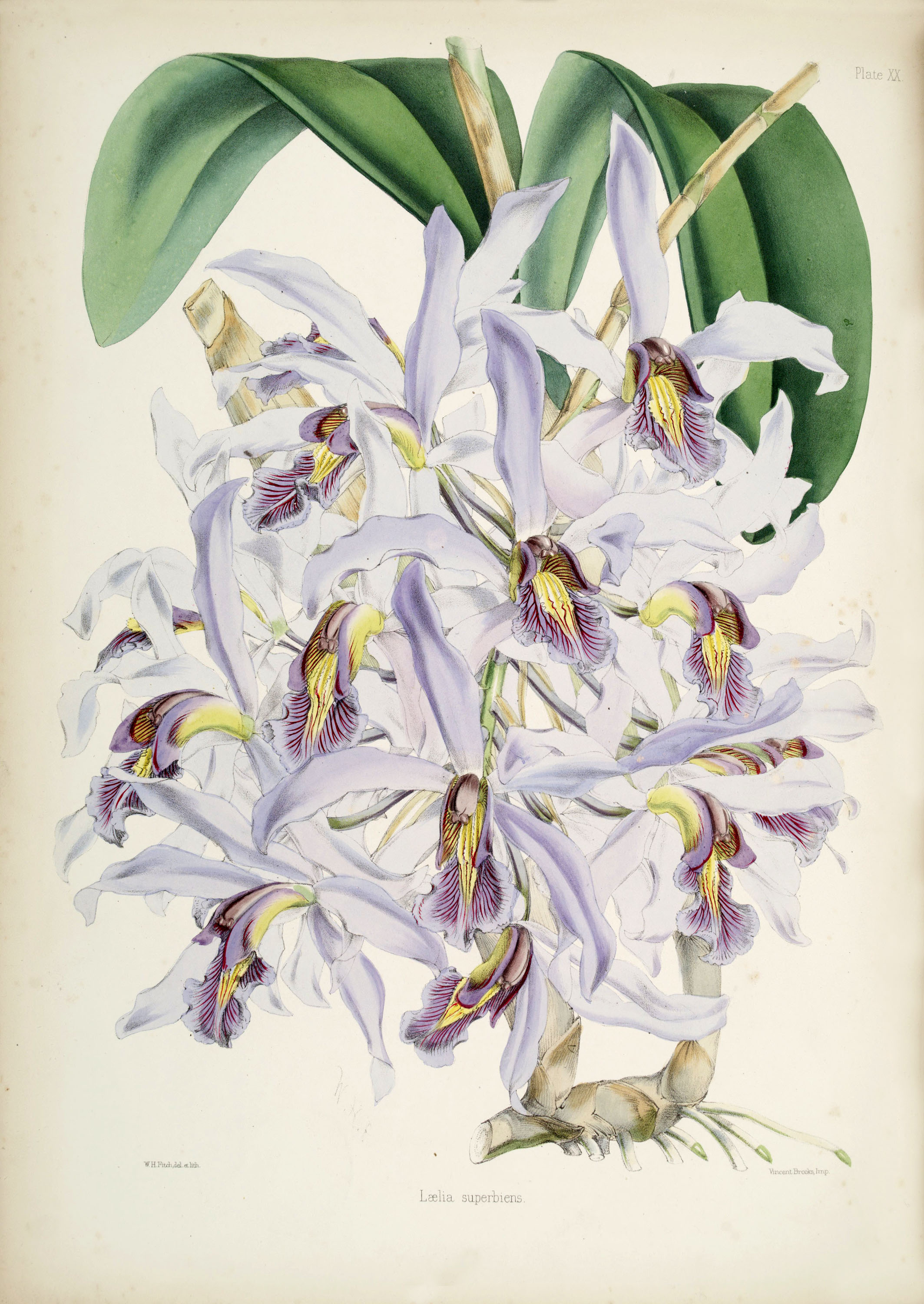 Schomburgkia superbiens