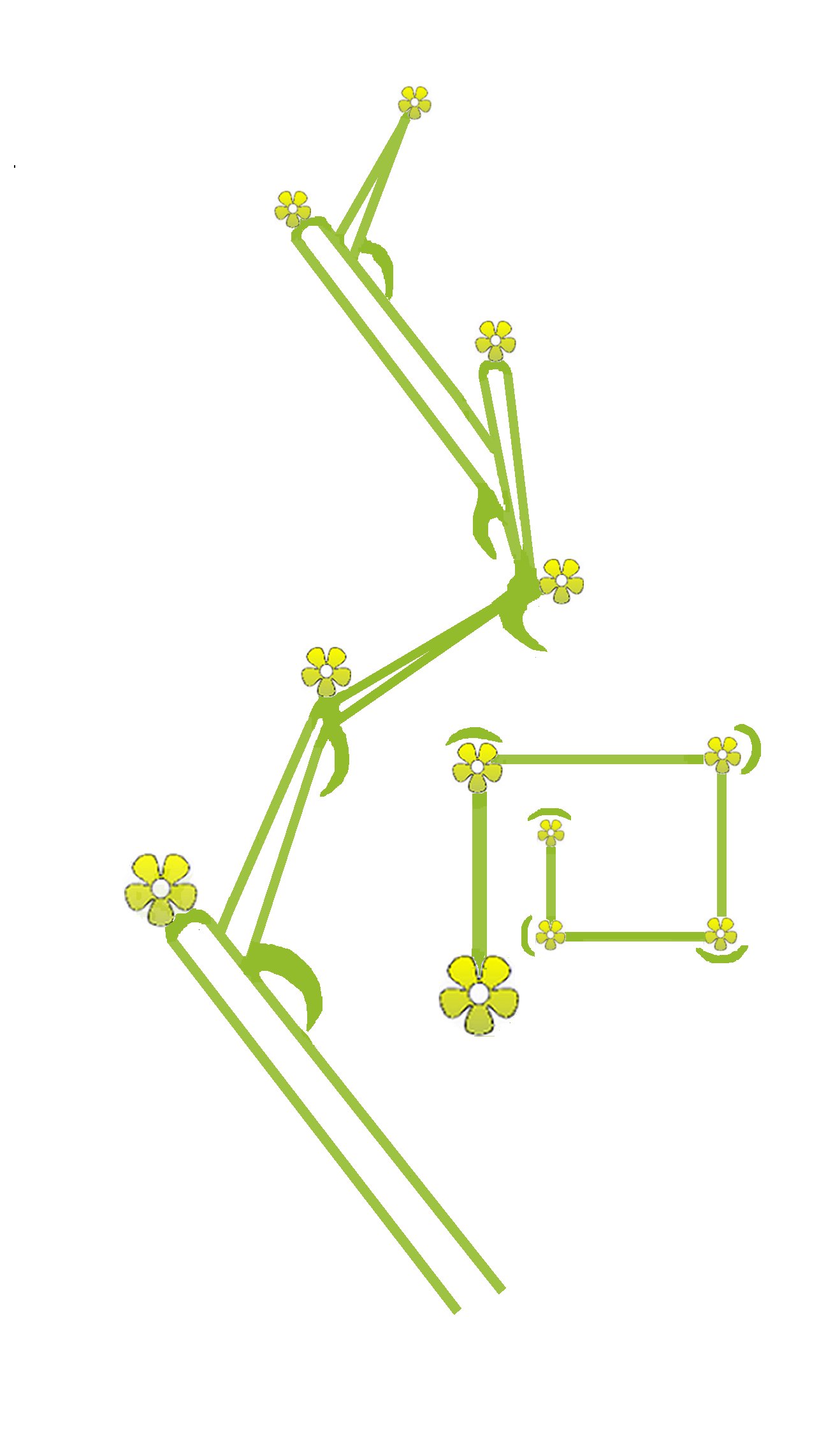 Schroef (bloeiwijze)