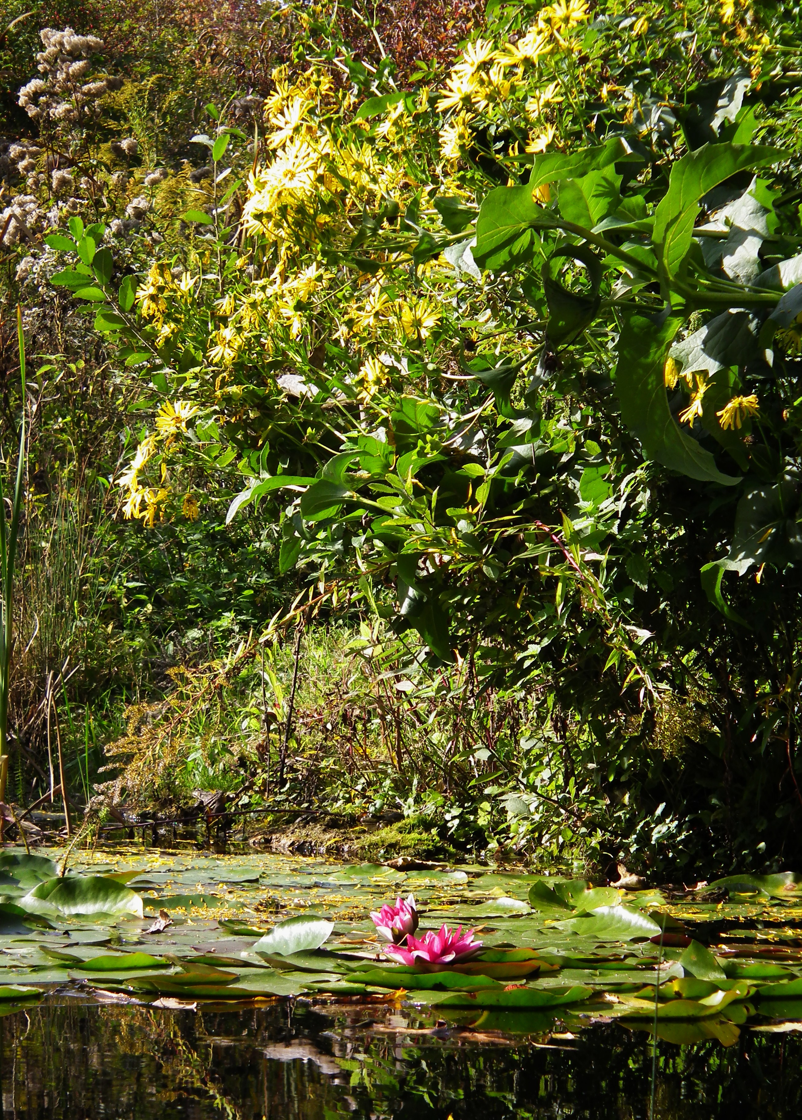 Schwaigern Seerosenteich September 2013