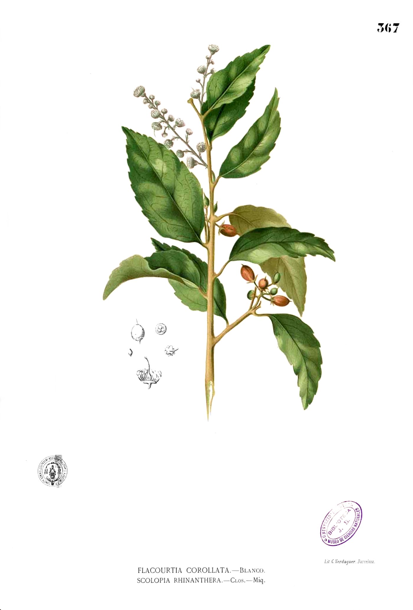 Scolopia rhinanthera Blanco2.367