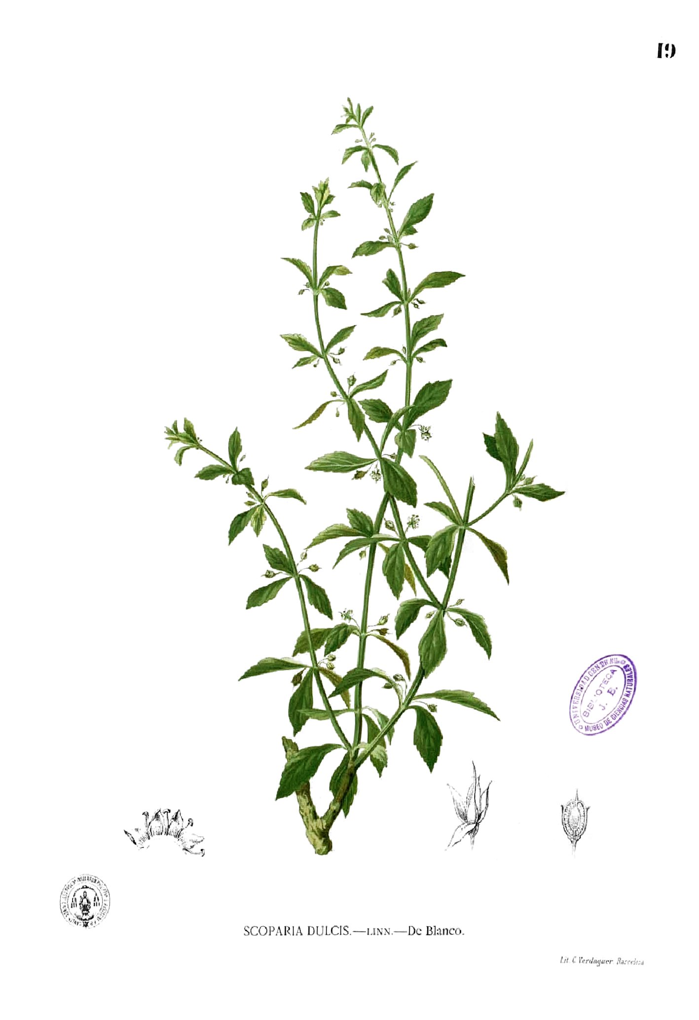 Scoparia dulcis Blanco1.19