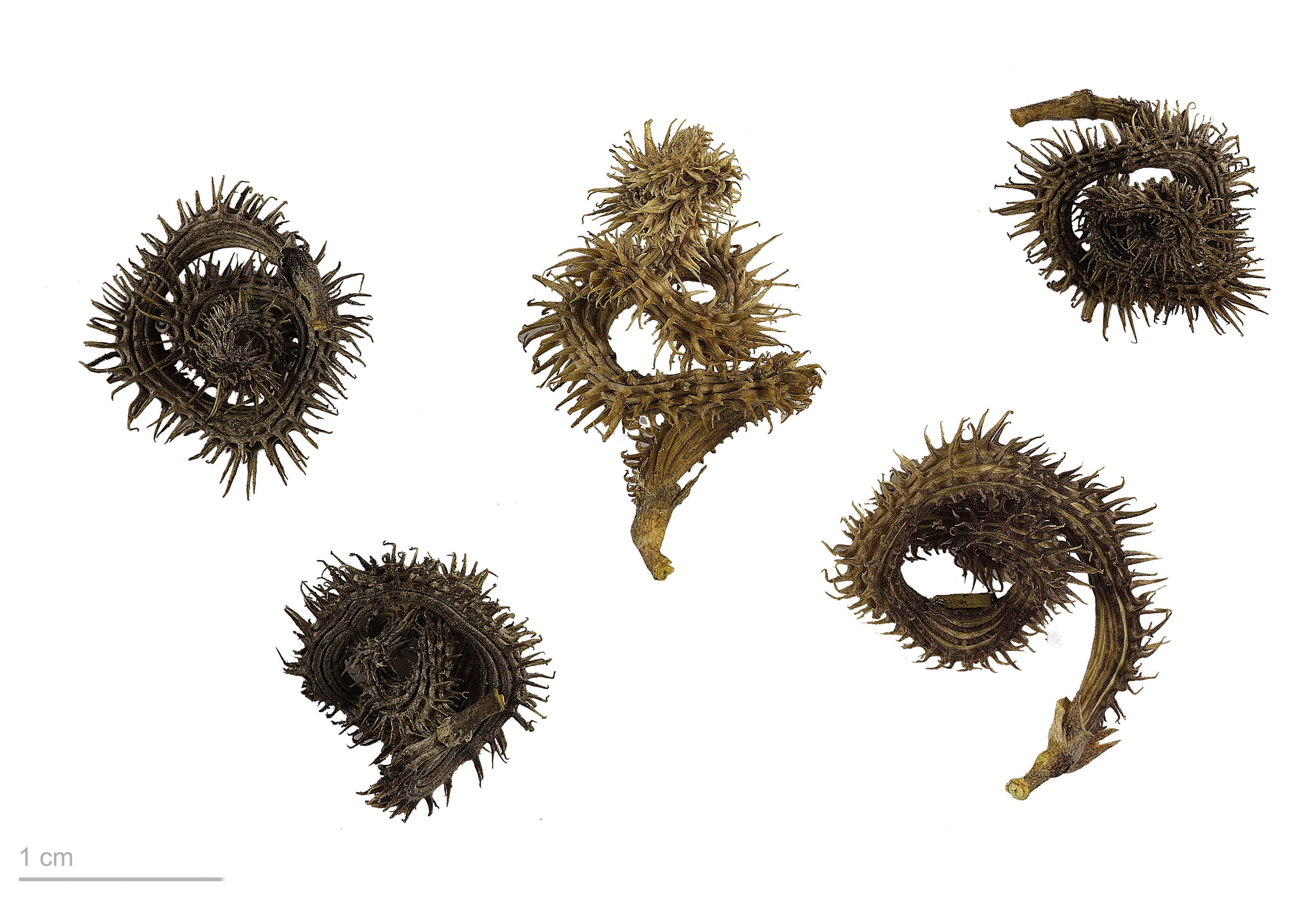 Scorpiurus muricatus MHNT.BOT.2007.43.42