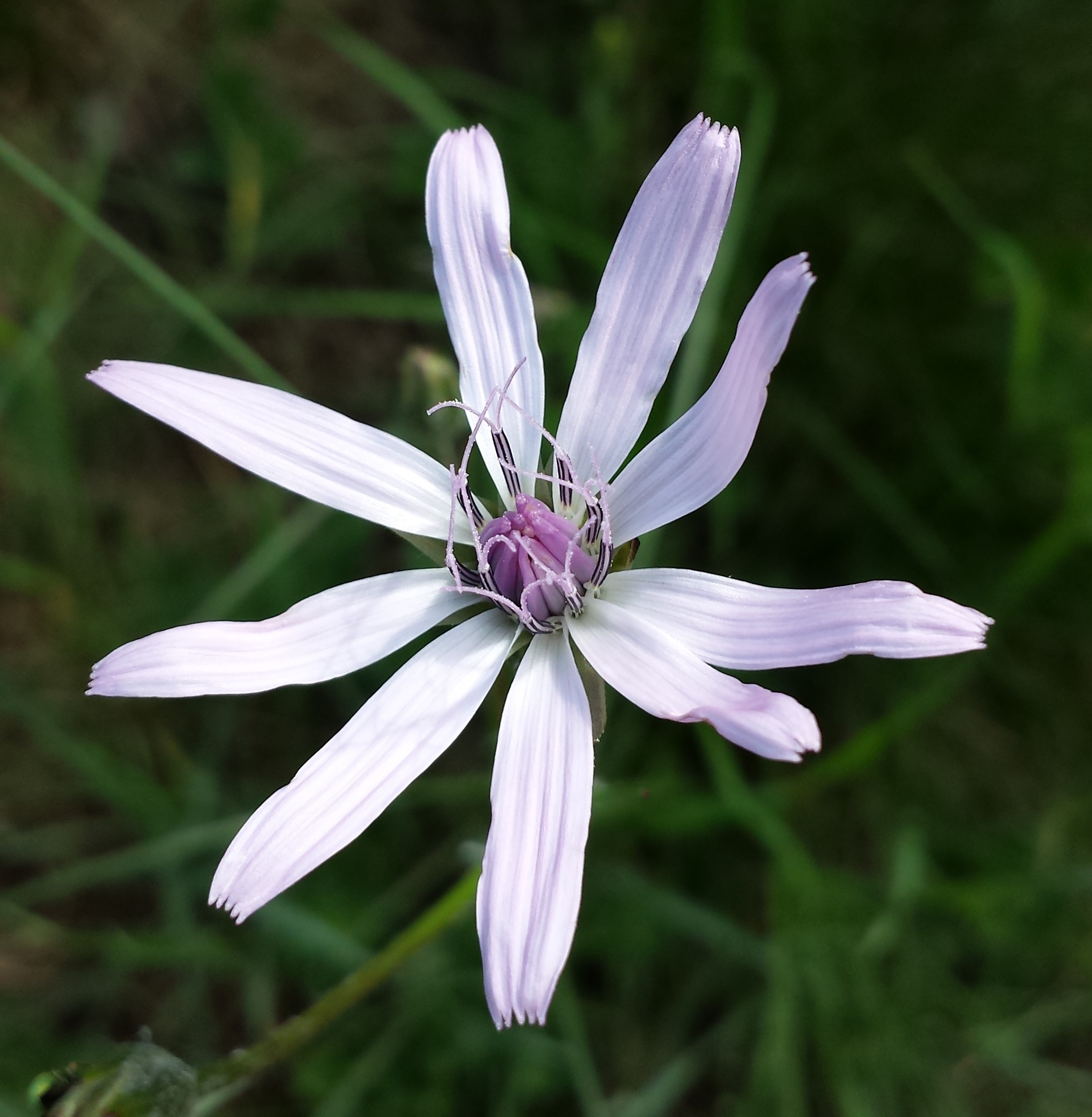 Scorzonera purpurea sl3