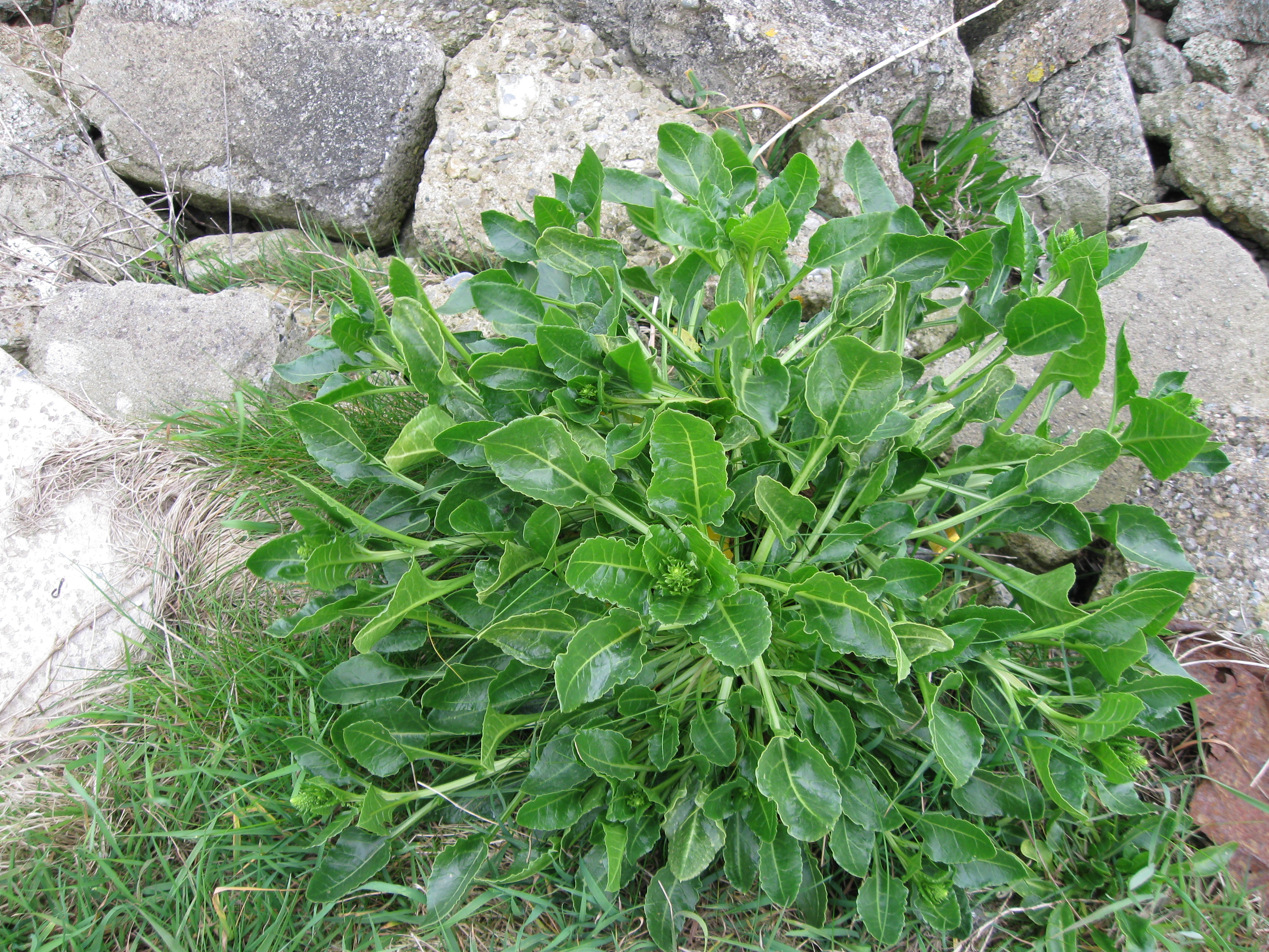 Sea Beet1