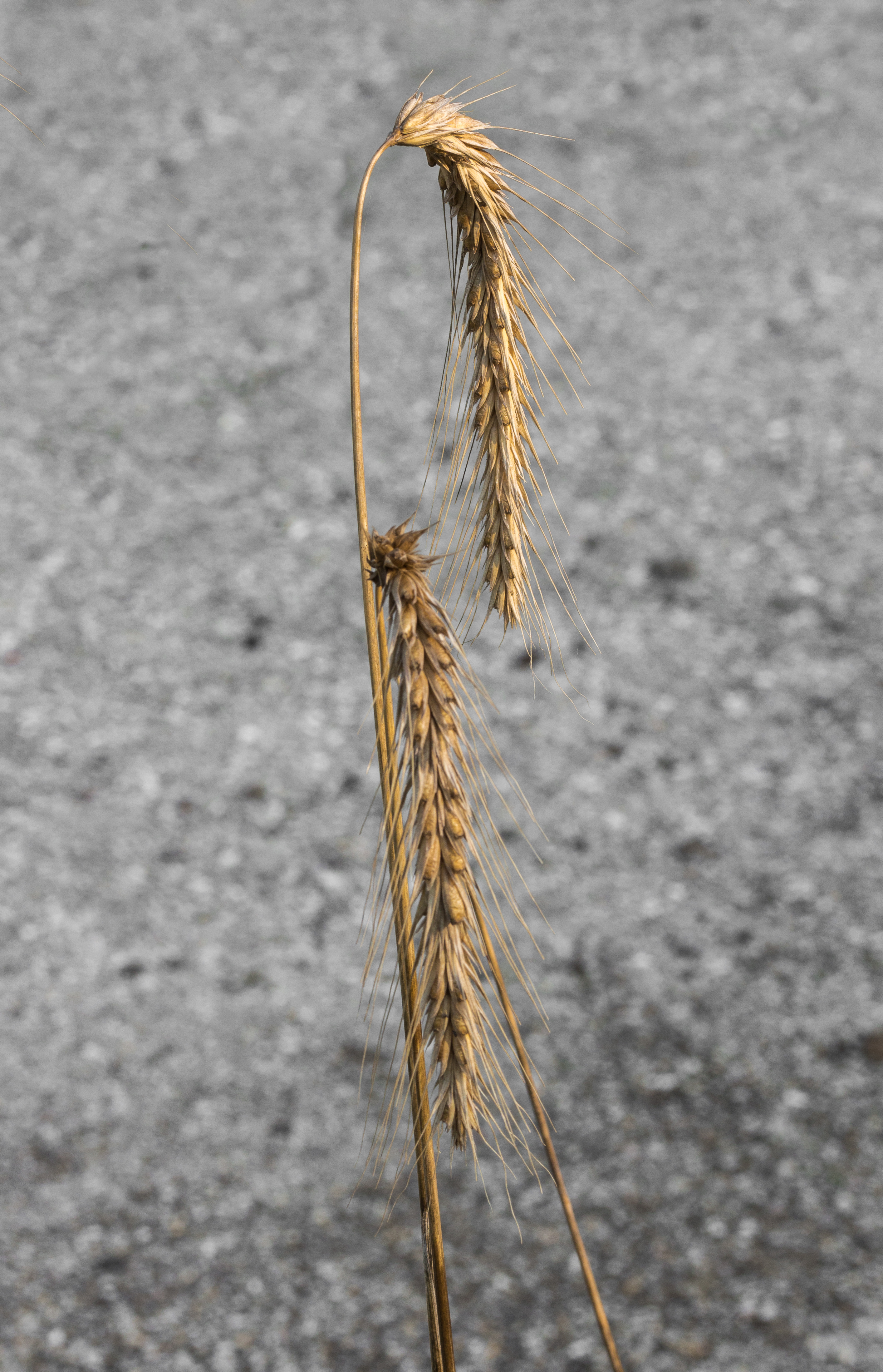 Secale cereale, rogge. (actm) 01