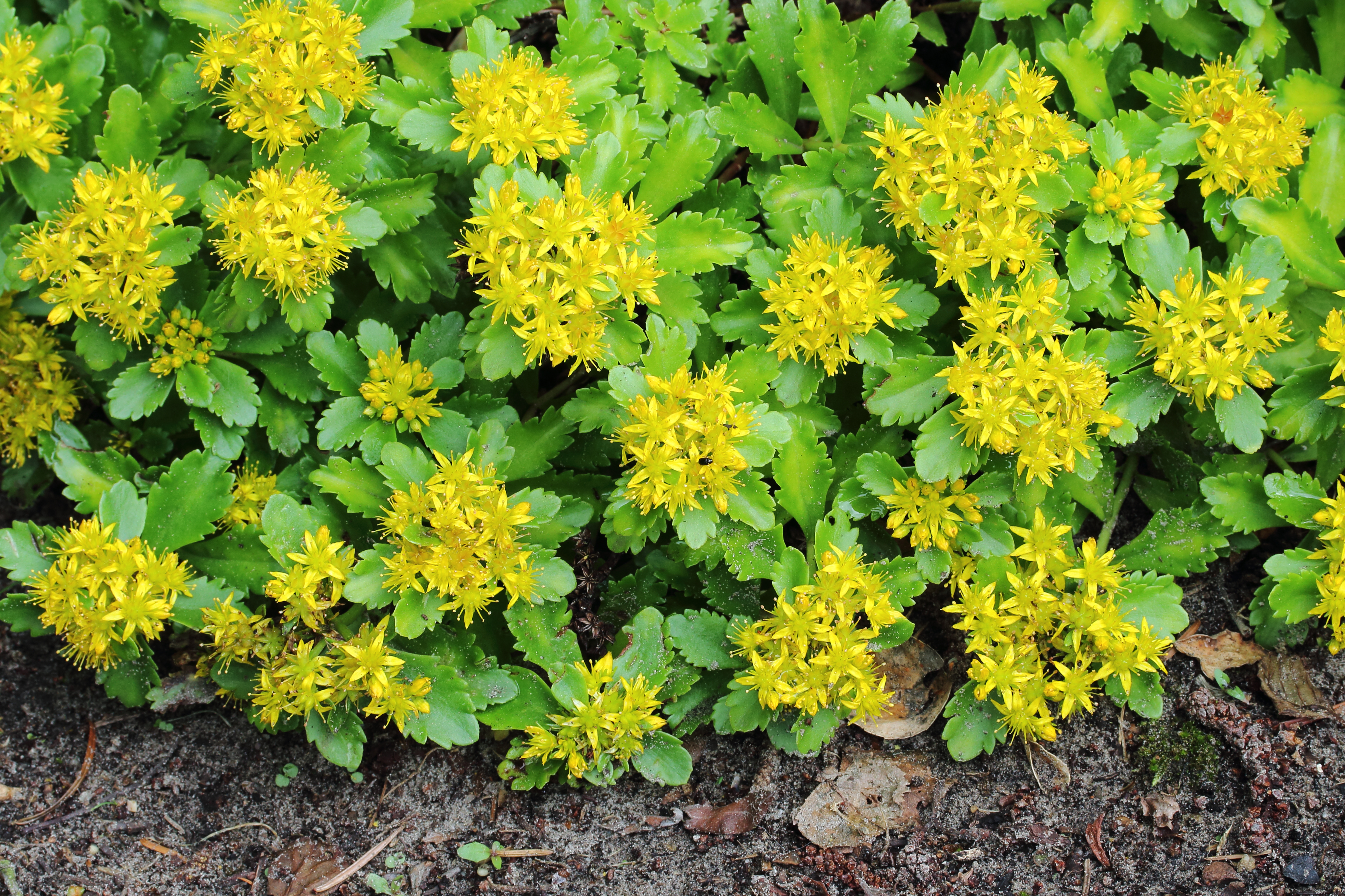 Sedum 03