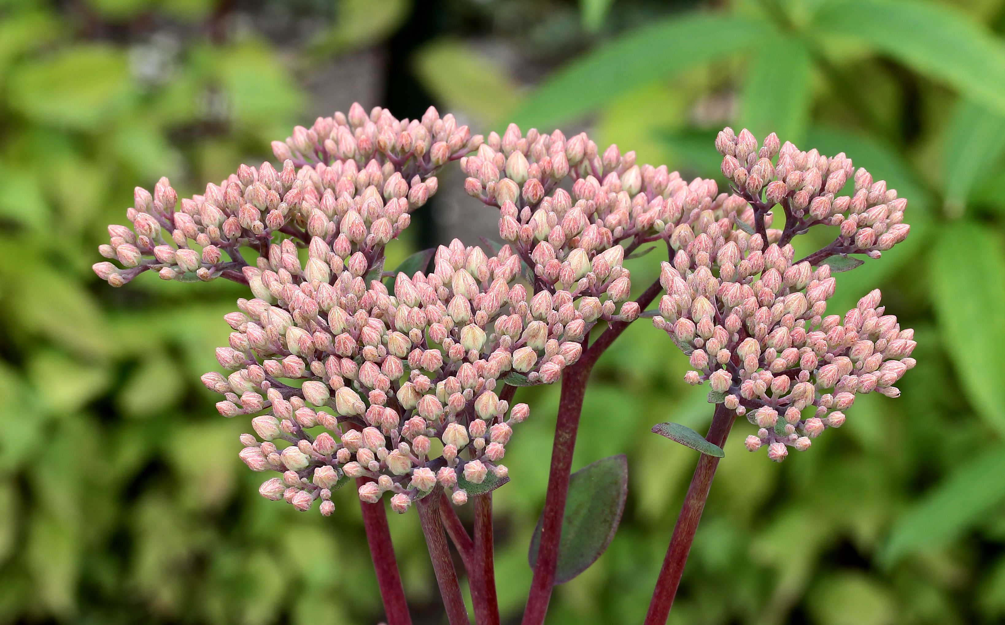 Sedum 'Robustum'. Locatie De Kruidhof