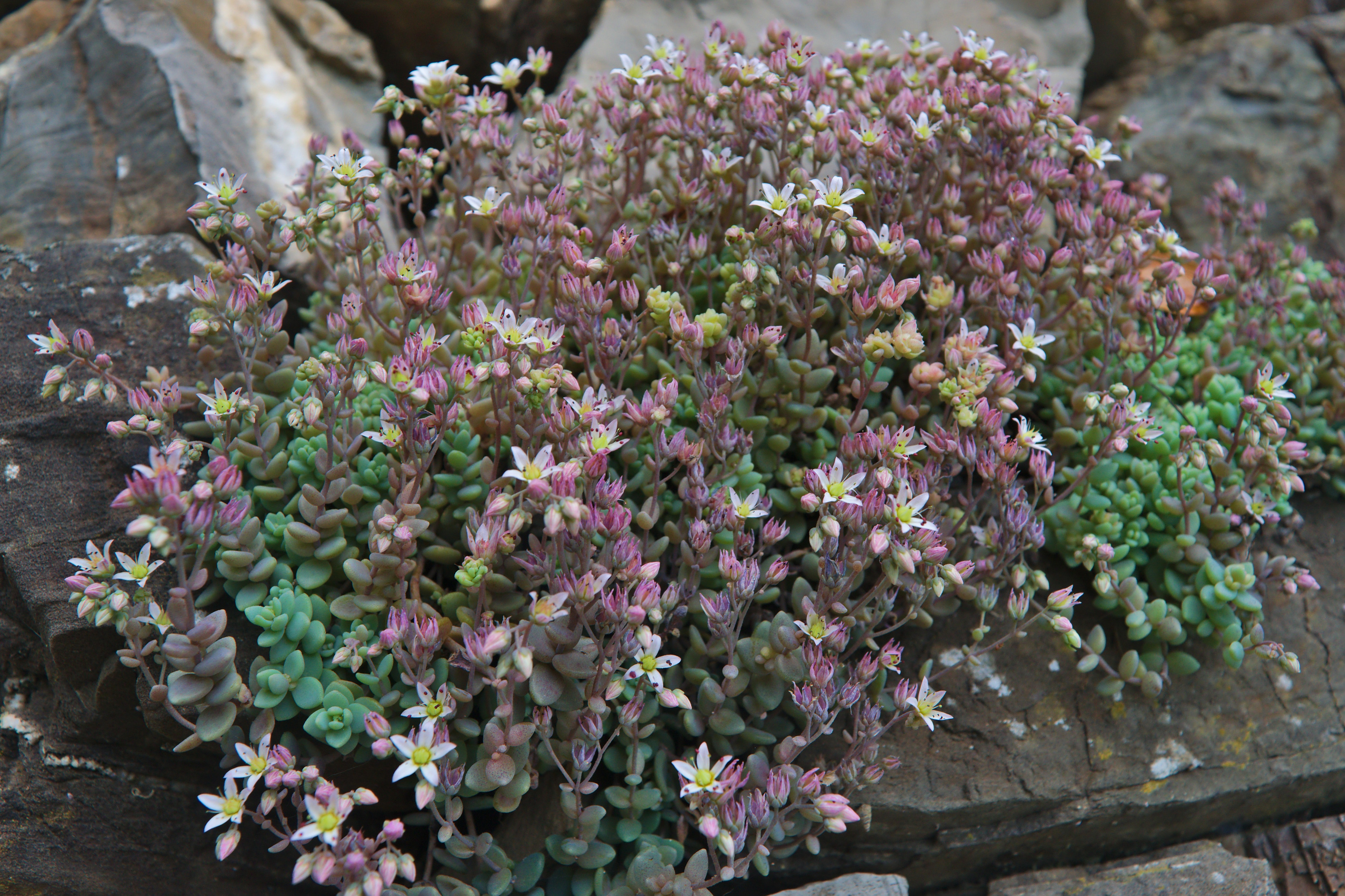 Sedum dasyphyllum