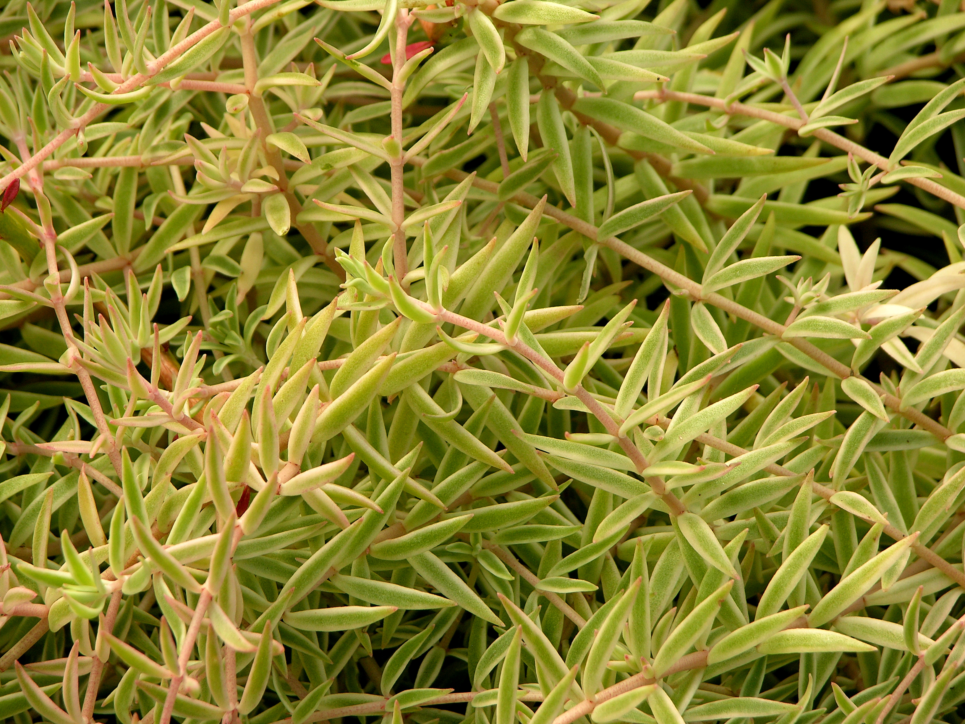 Sedum lineare 'Variegatum' Stems 3264px