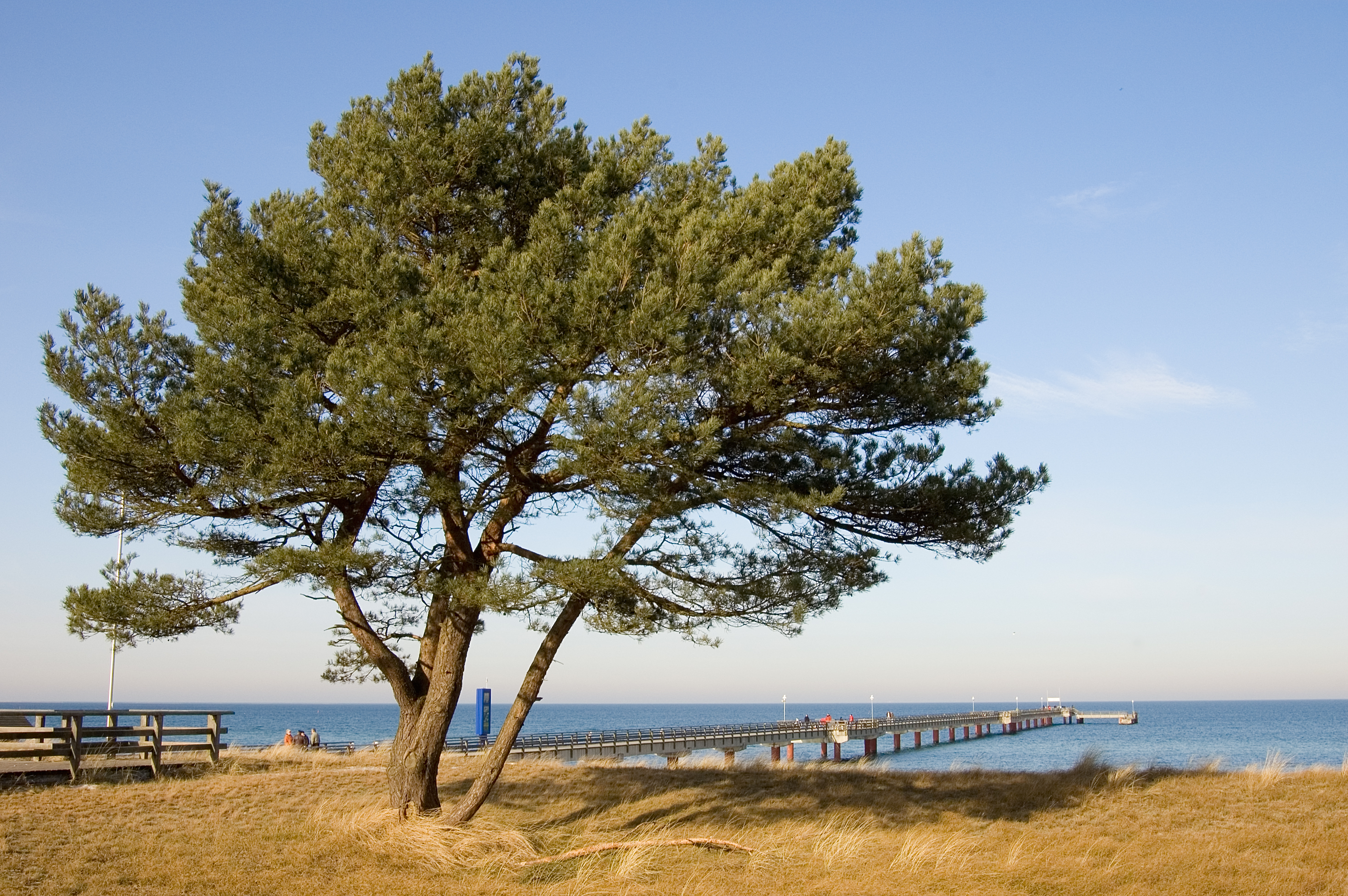 Seebruecke Prerow 002