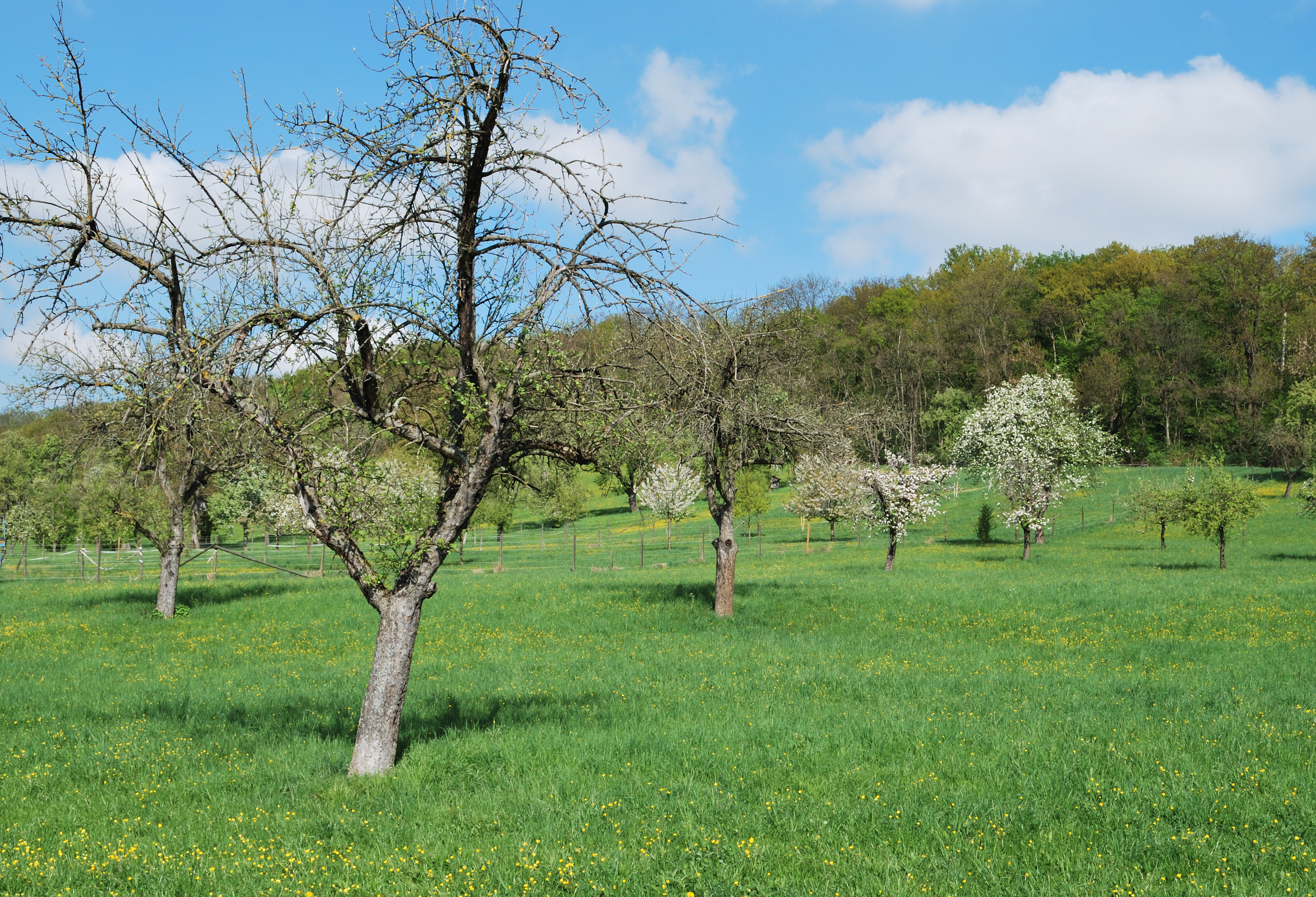 Seewald Korntal (1)