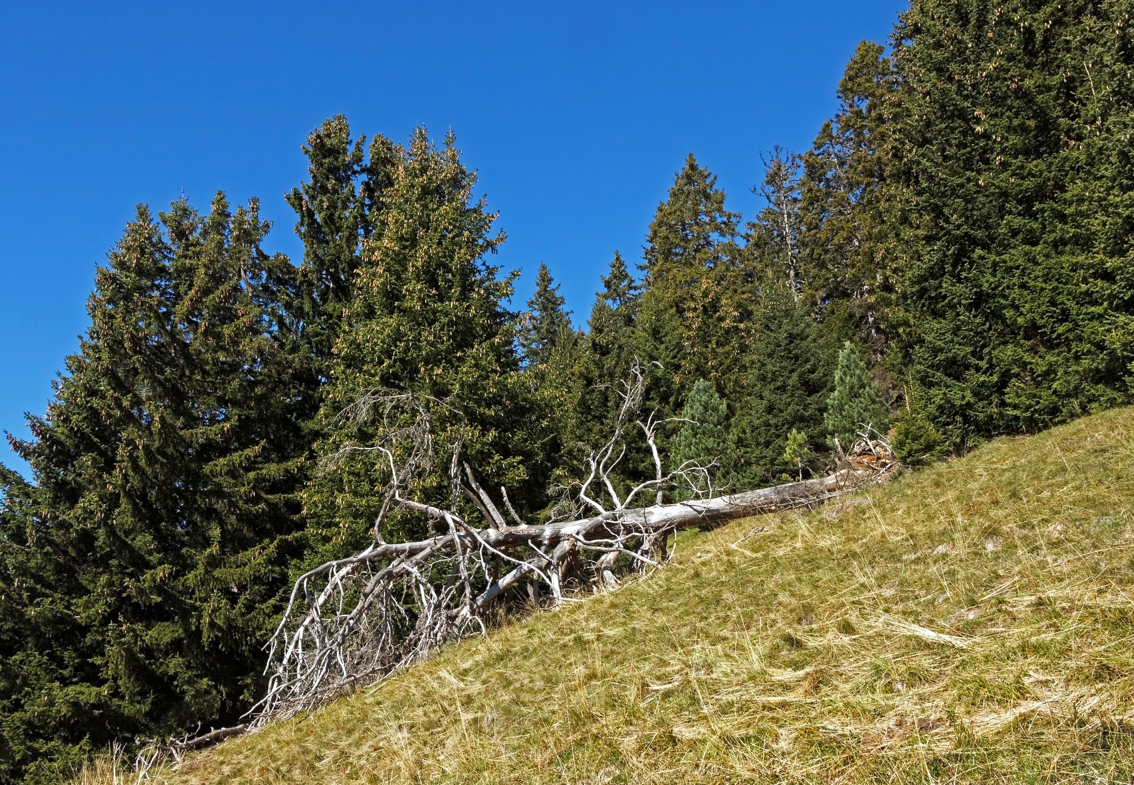 Seiser Alm 02
