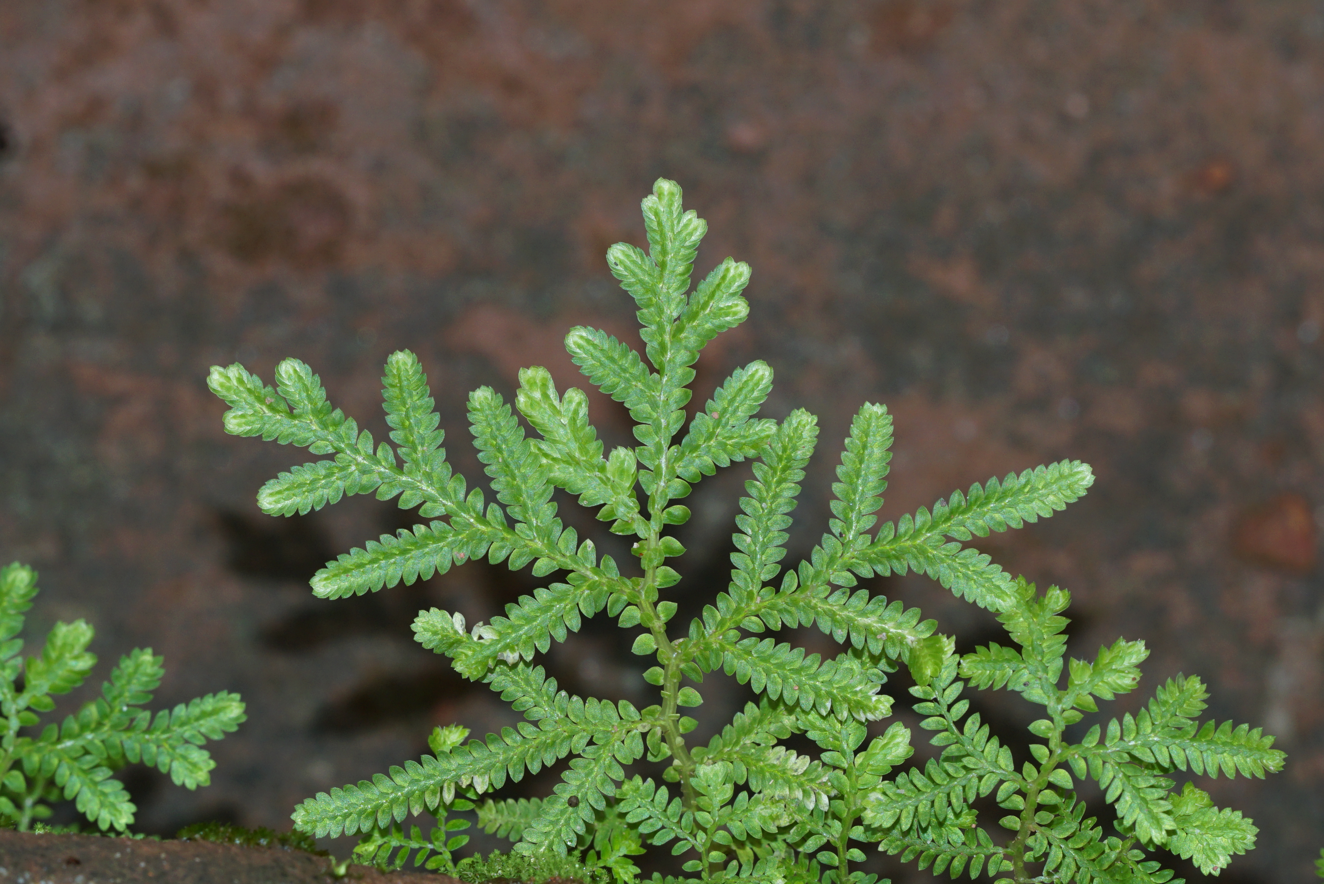 Selaginella braunii 09141