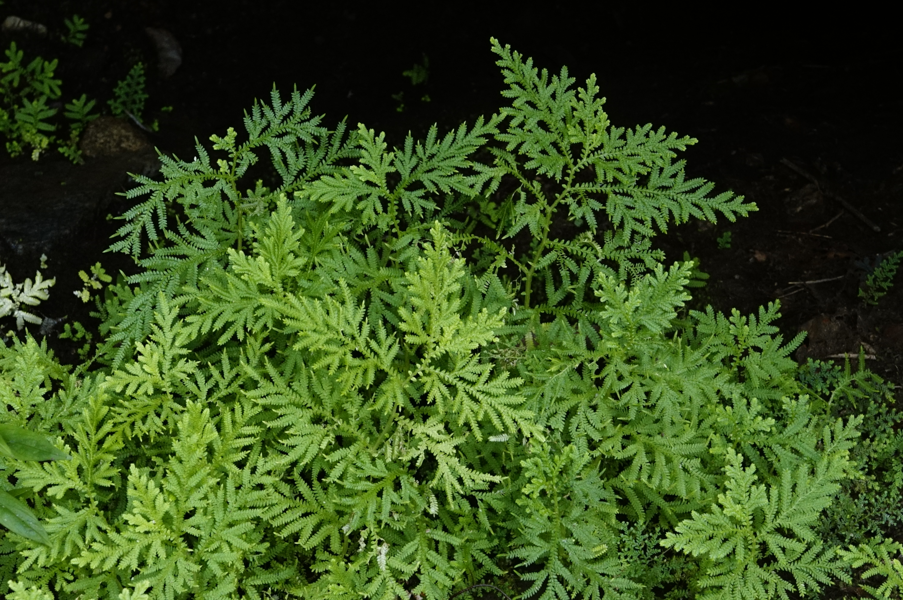 Selaginella braunii 7204