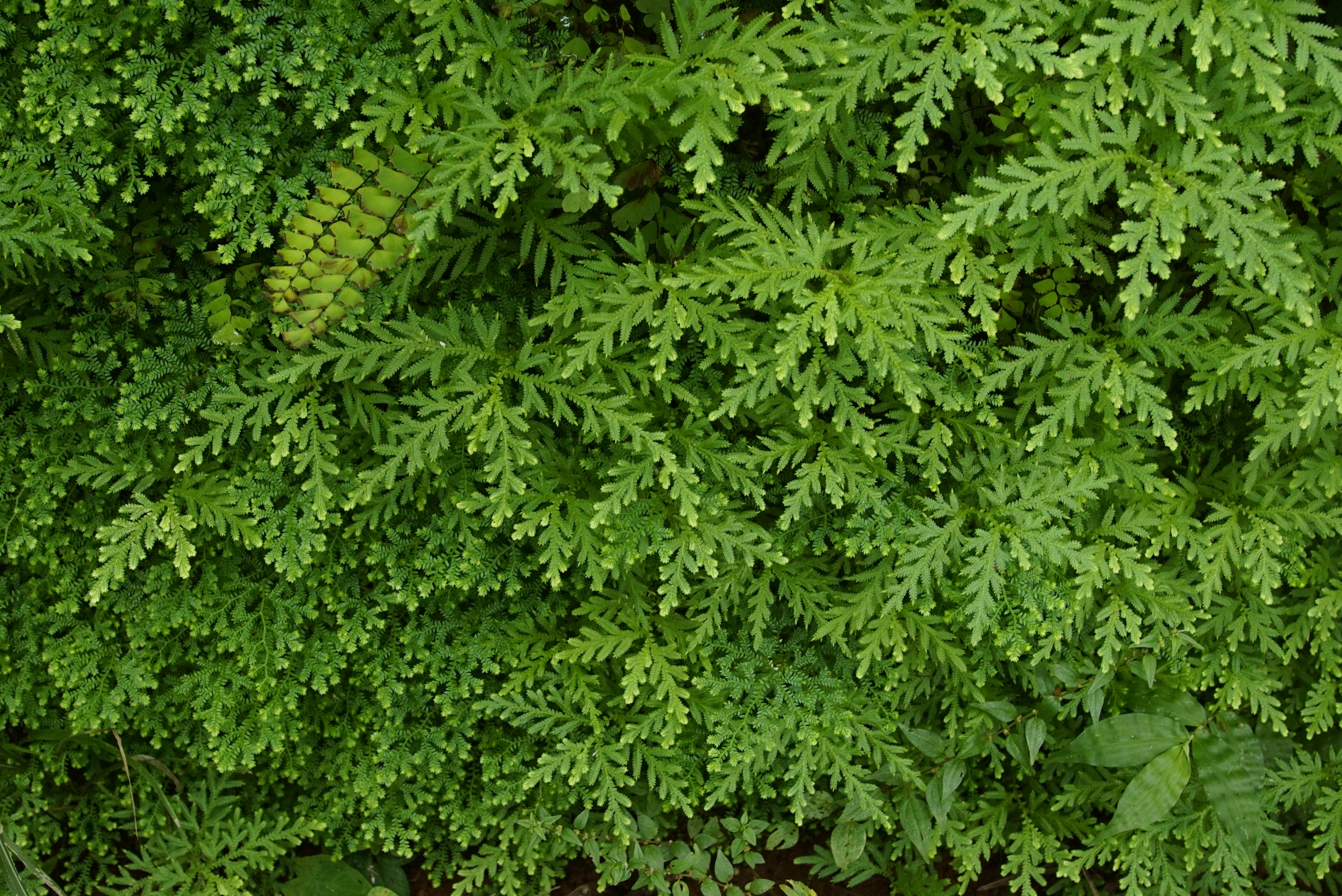 Selaginella braunii 8461