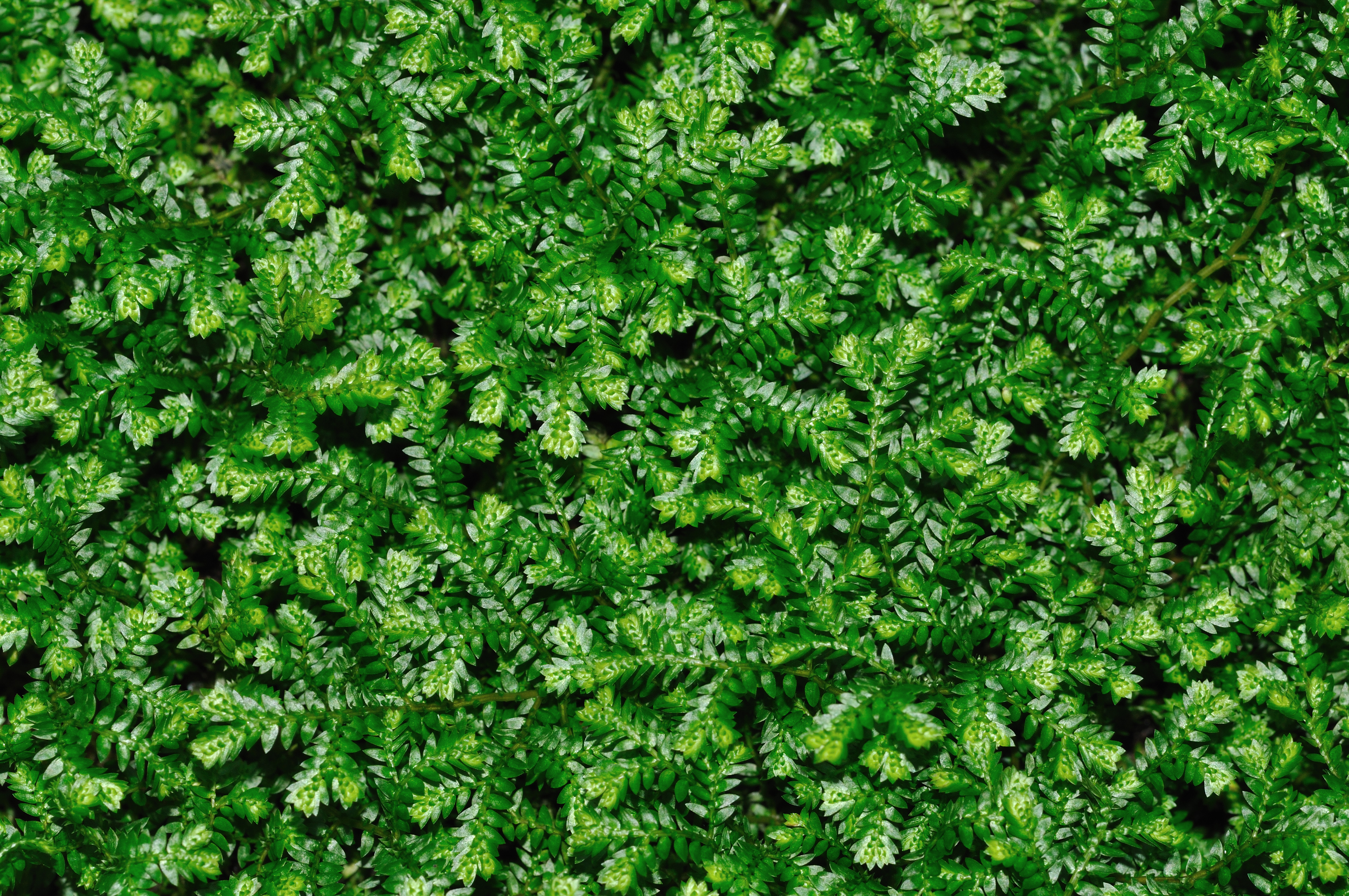 Selaginella kraussiana qtl1